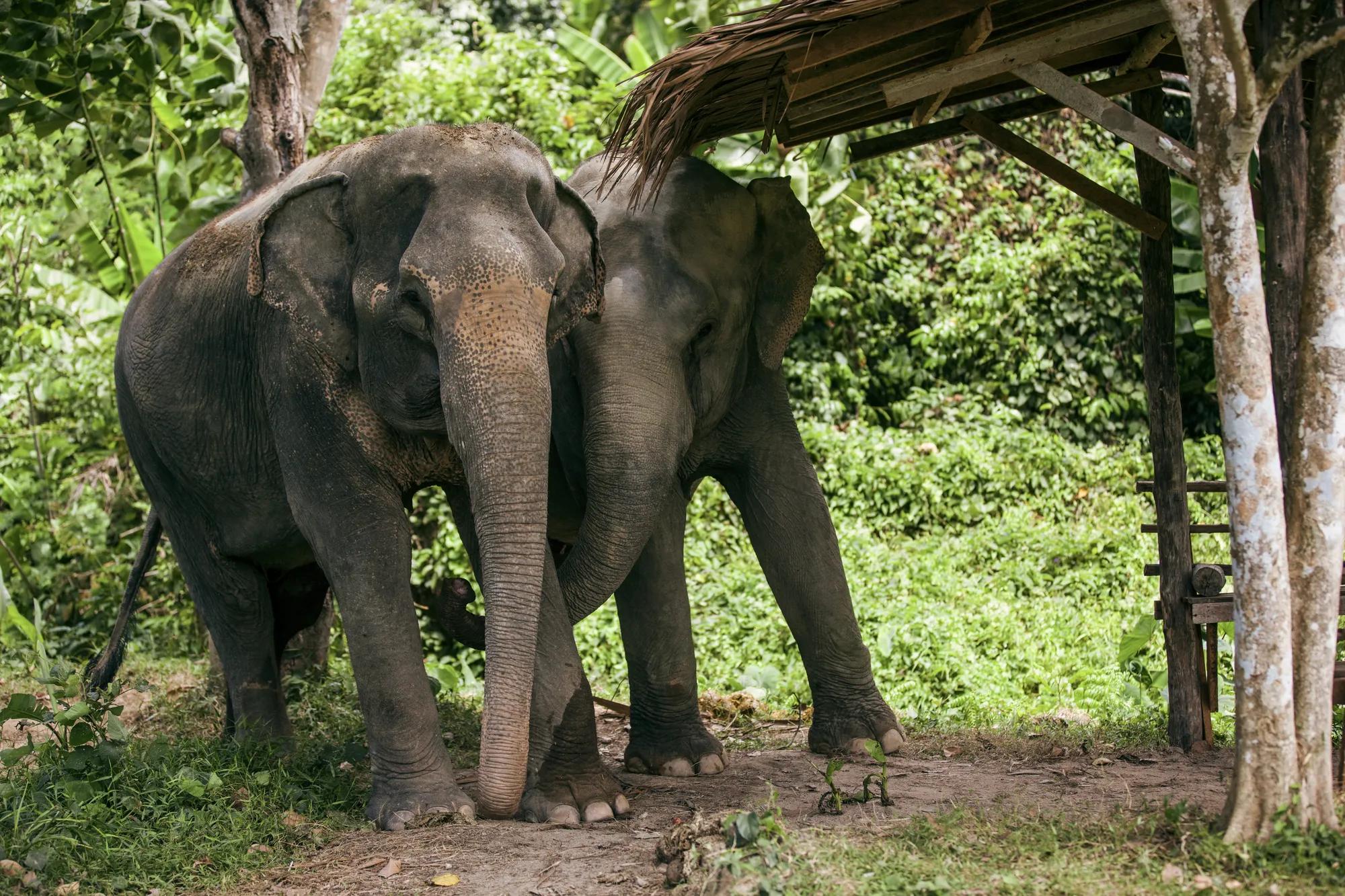 luxury resort phuket group booking