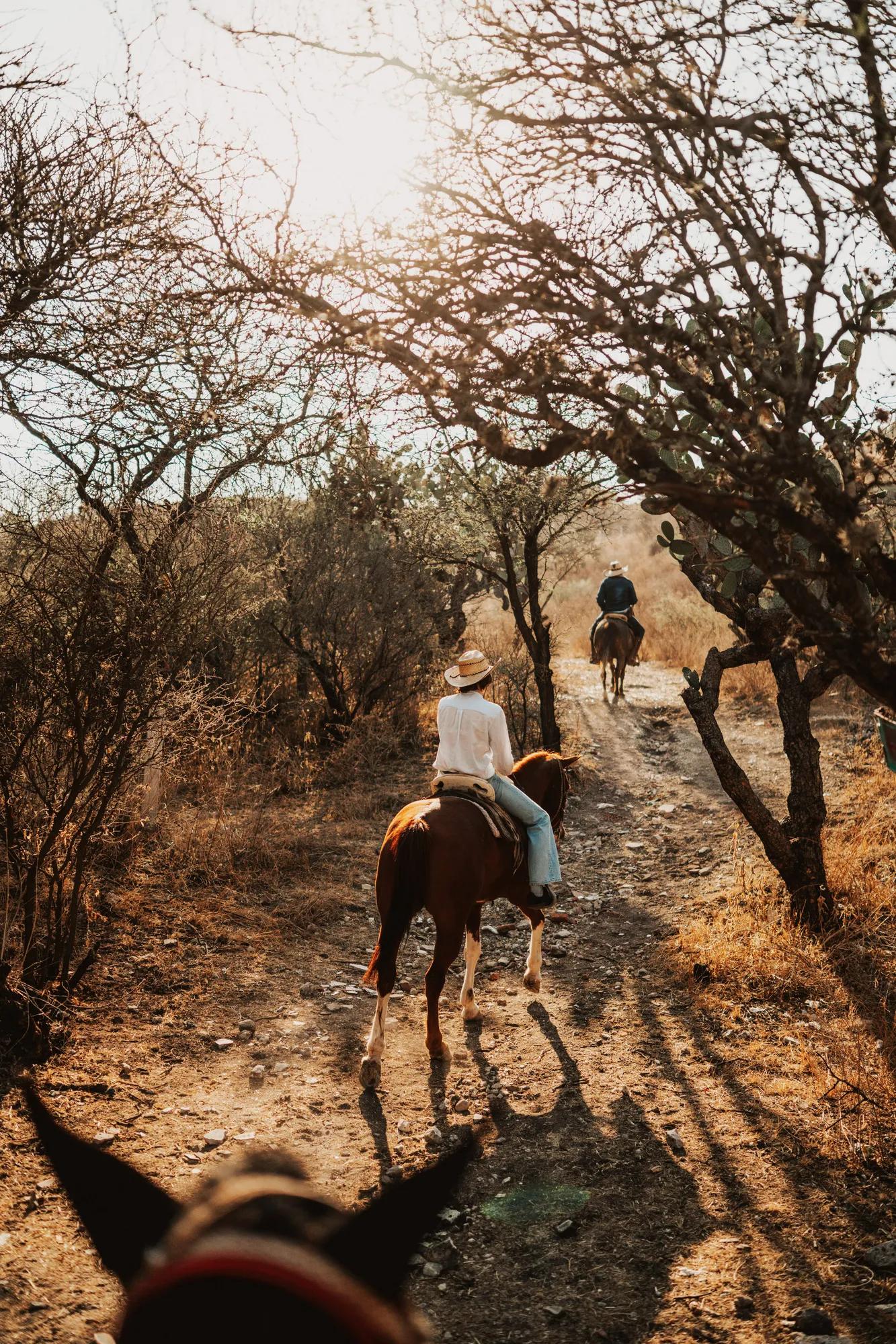 A young woman wearing a hat, white shirt, and light jeans rides a brown horse along a trail with two other riders ahead and behind, surrounded by dry trees.