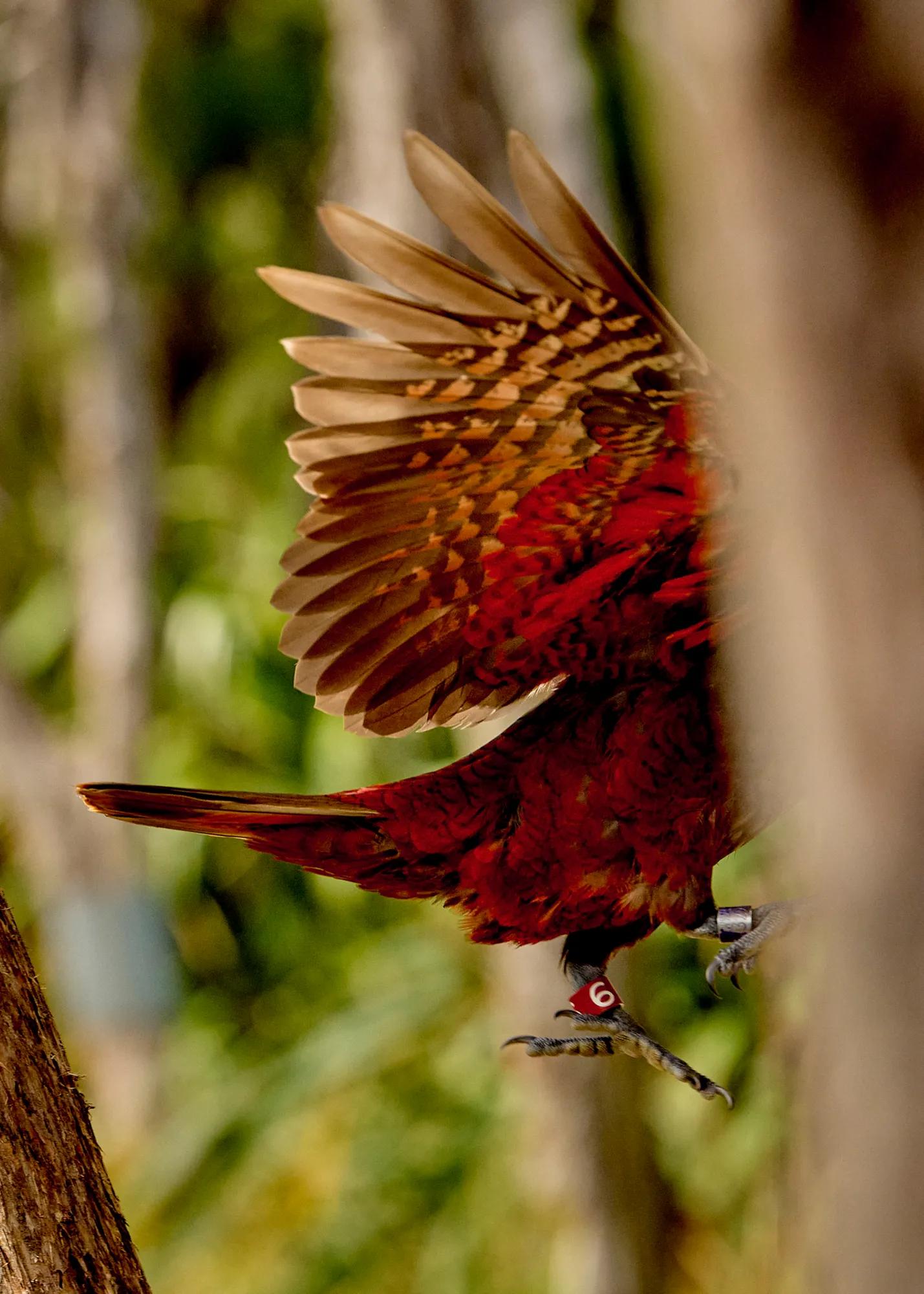 Rosewood Cape Kidnappers