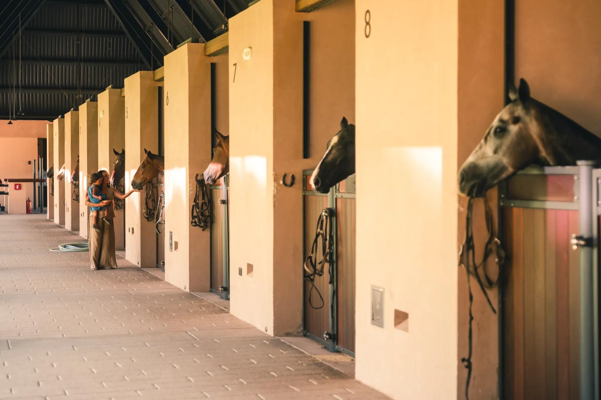 family at mandarina's equestrian center, feeding the horses at the stable