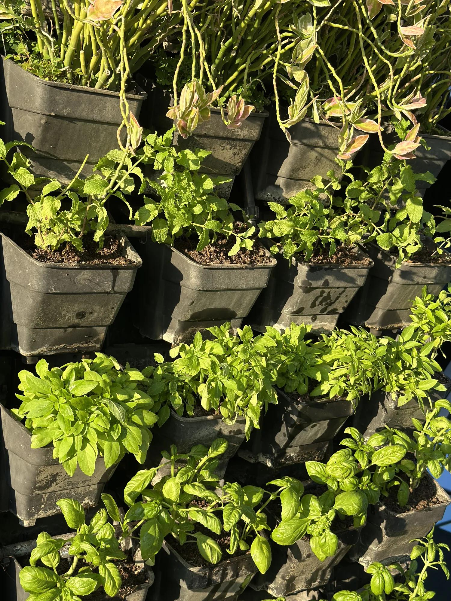 Sustainable Summit | Sustainable Forum | Rosewood Phnom Penh