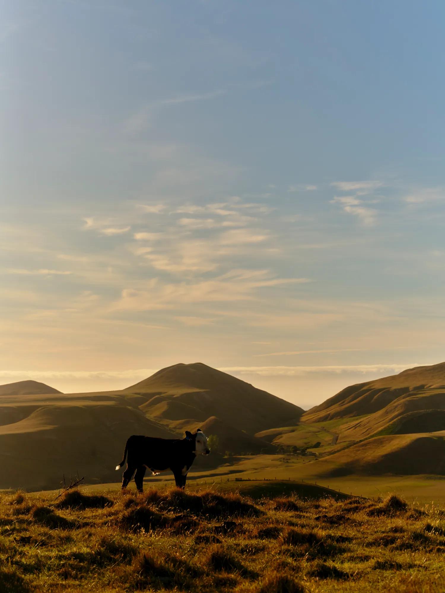 A lone cow stands in a field, with paddocks and rolling hills stretching off into the distance.