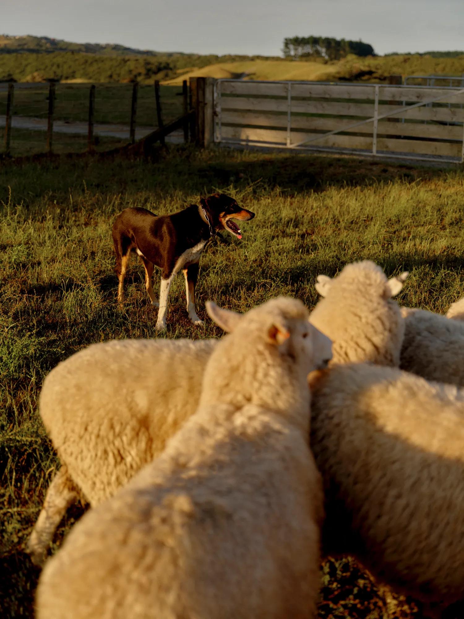 A herding dog stands vigilantly over his flock of sheep in a countryside setting