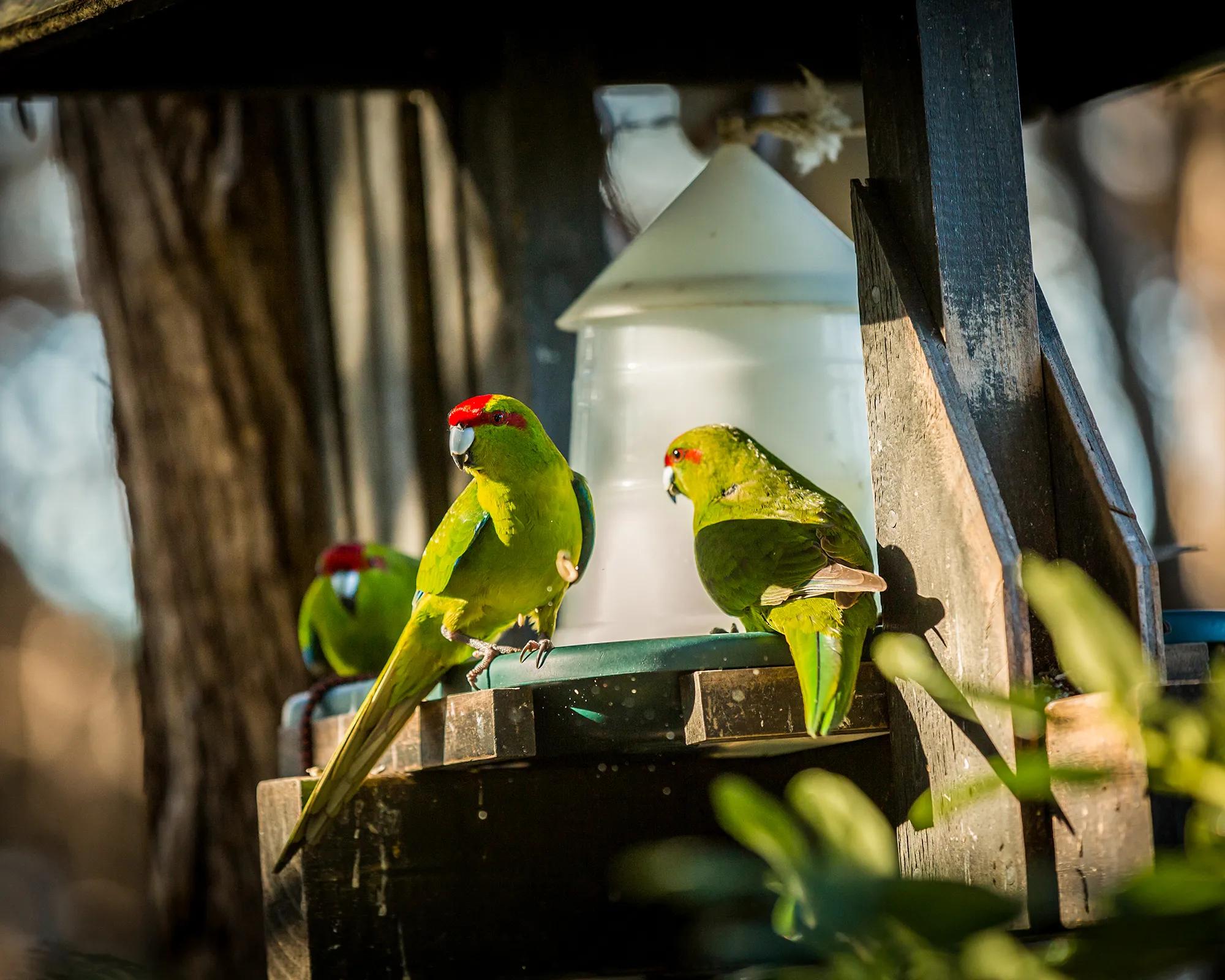 Kākāriki parrot sitting on a branch