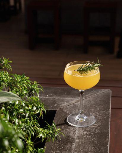Orange cocktail with  rosemary garnish on a stone  table, framed by green plants.