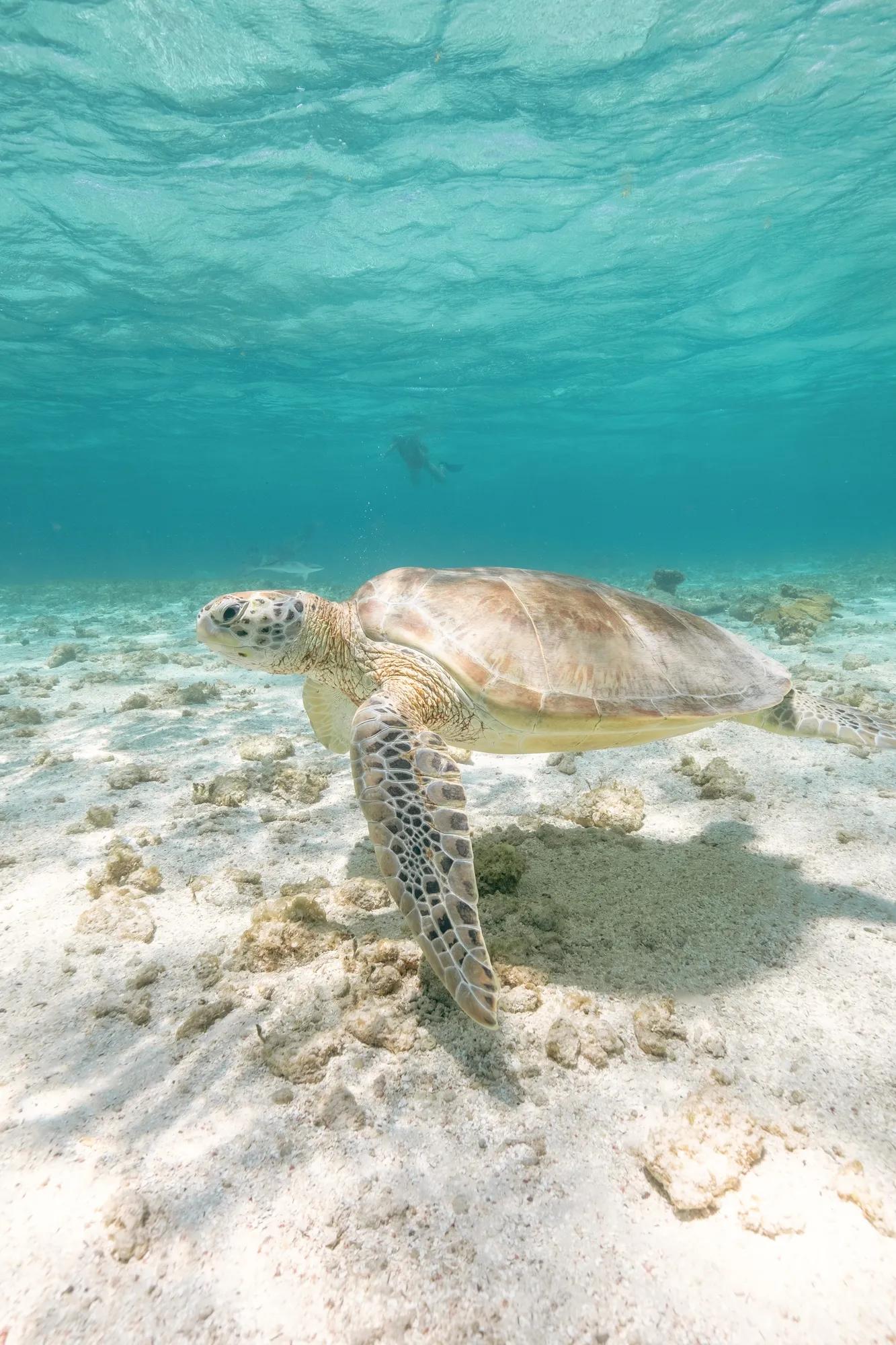 Turtles swimming in blue water