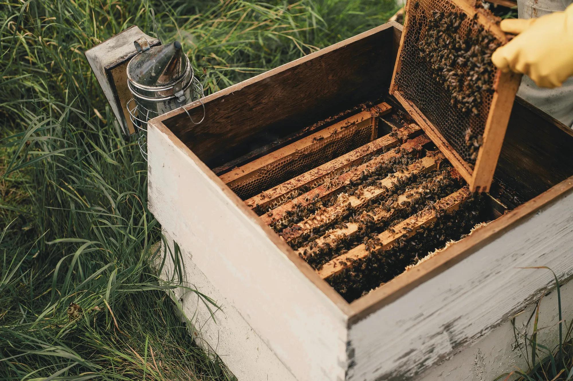 Beekeeper collecting honey from an active beehive.
