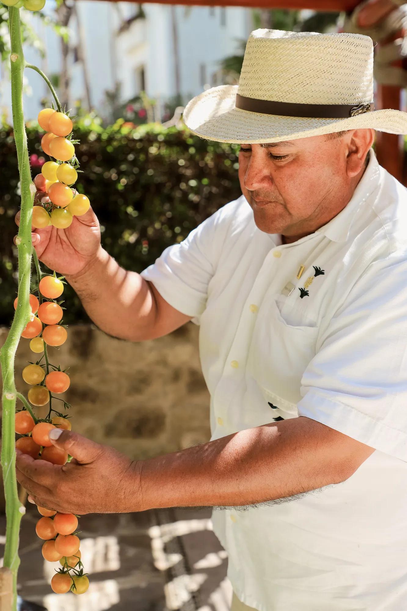 sustainable garden at las ventanas with fresh organic tomato in the hand of our landscape curator Gregorio Urbina