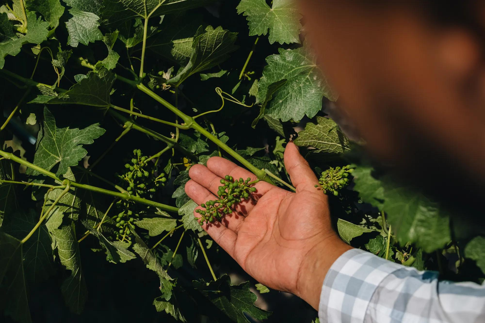 Hand holding young grape clusters on a vine in a sunlit vineyard in San Miguel de Allende.