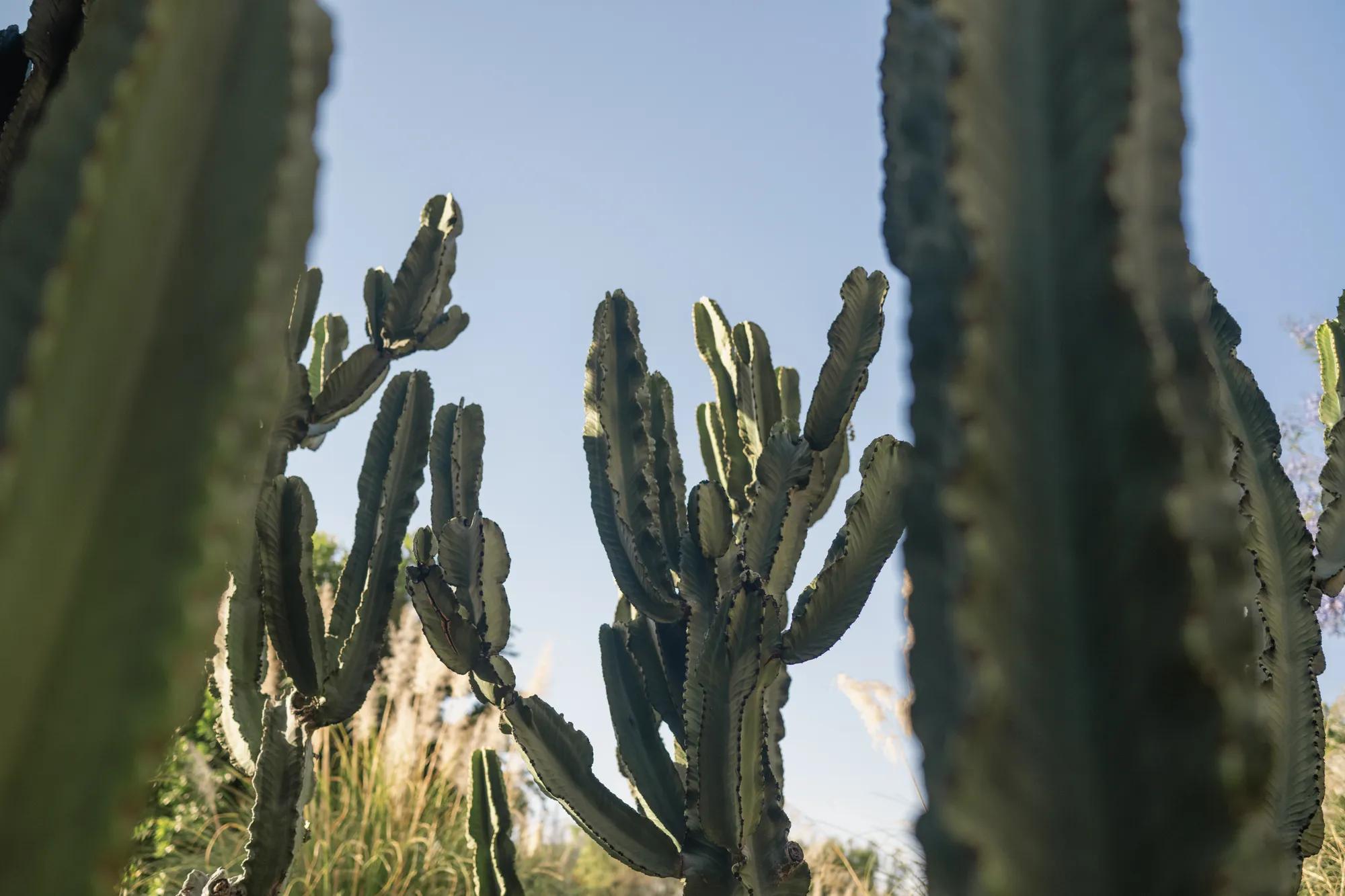 Cactus with plants and a clear blue sky in the background.