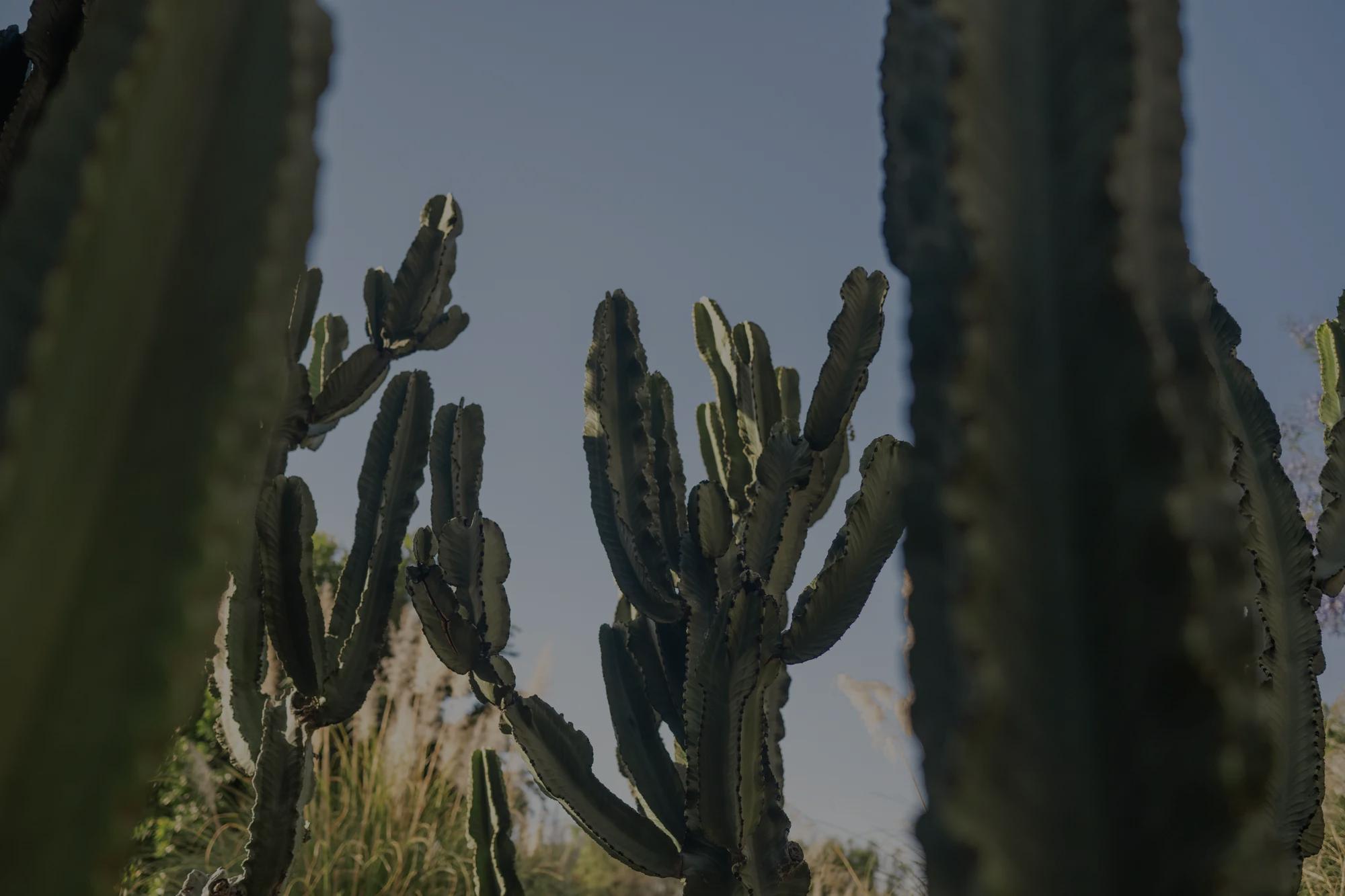 Cactus with multiple branches against a backdrop of blue sky and surrounding greenery.