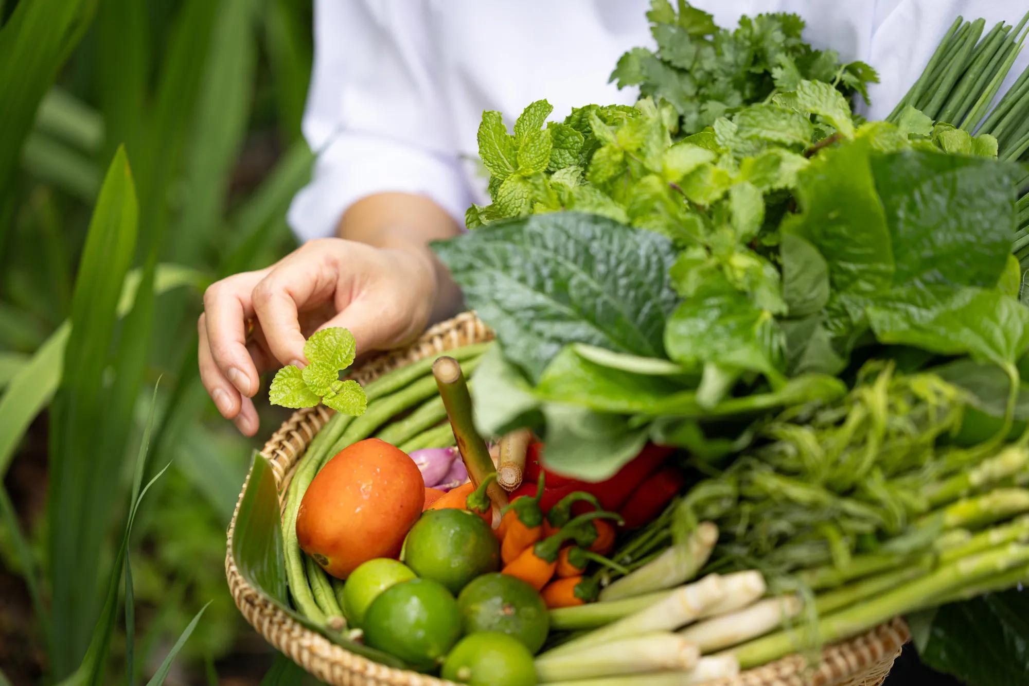 Organic farm in Laos