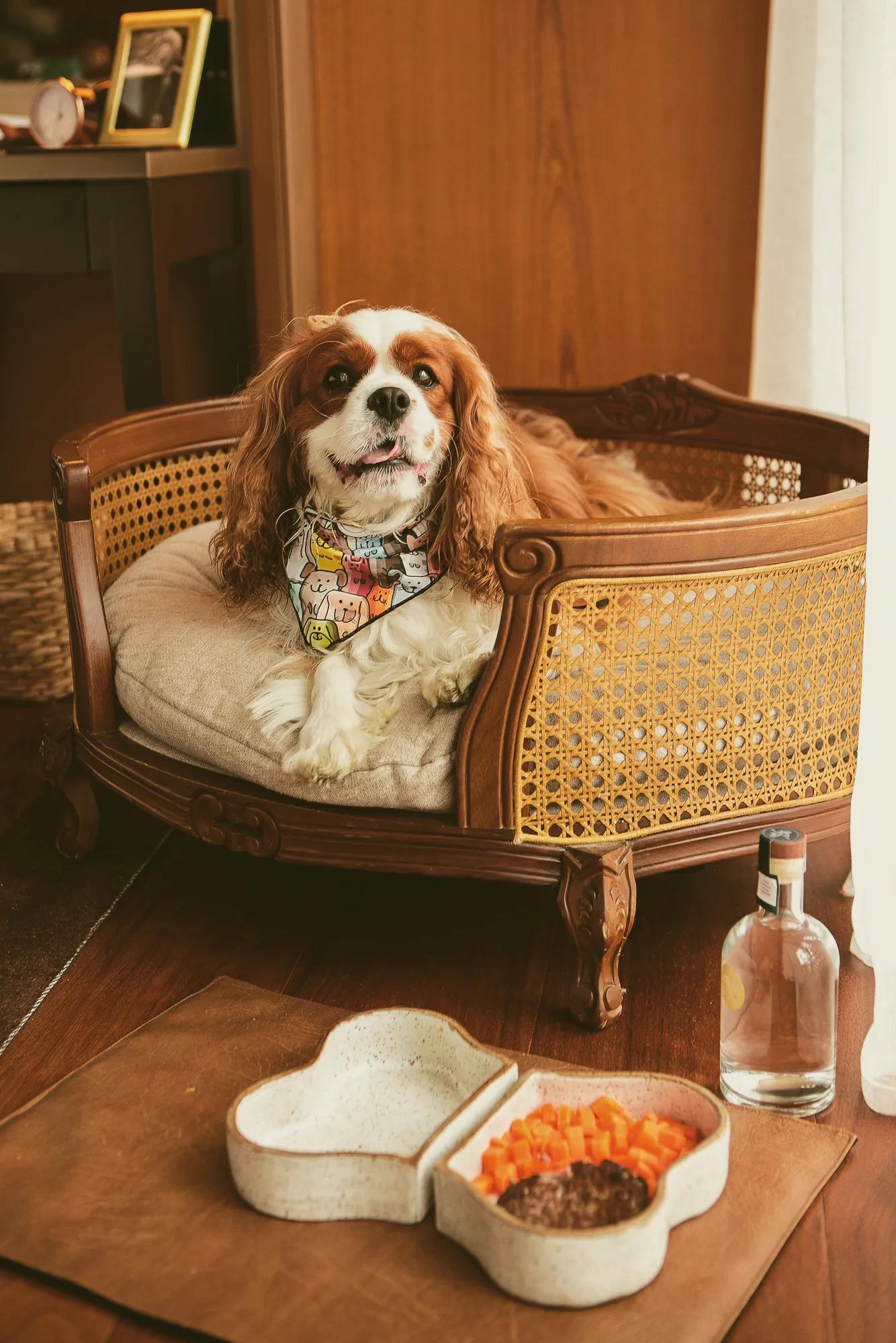 An image of a dog sitting in his dog bed at Rosewood São Paulo 