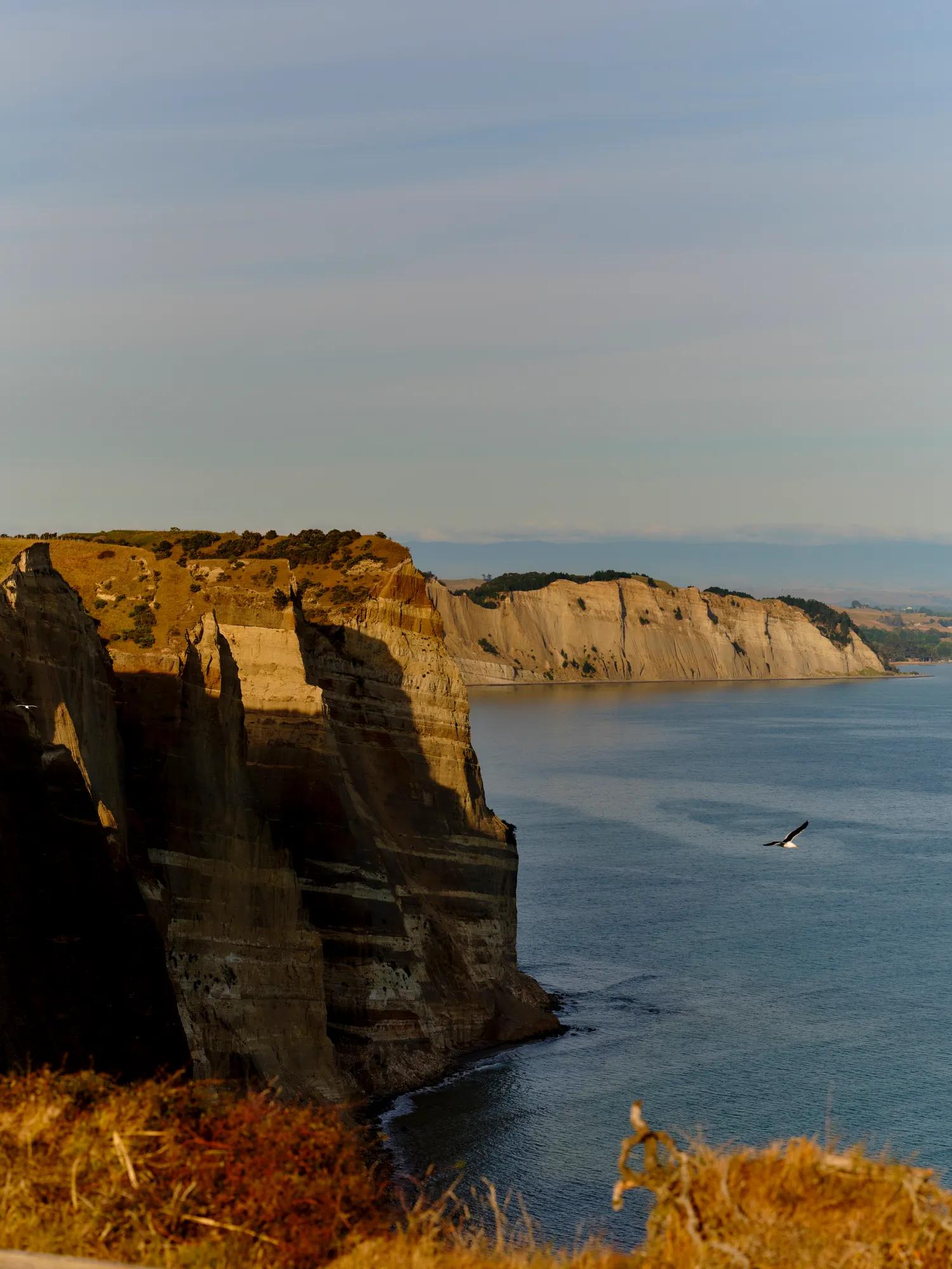 View of the steep cliff and ocean at Cape Kidnappers with a single gannet swooping in the shot.