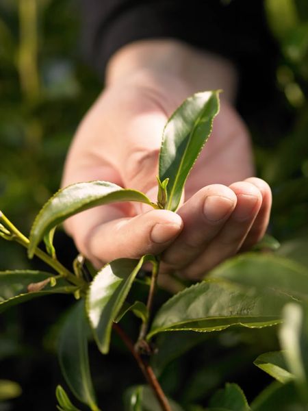 Hand picking vibrant green tea leaves directly from the plant