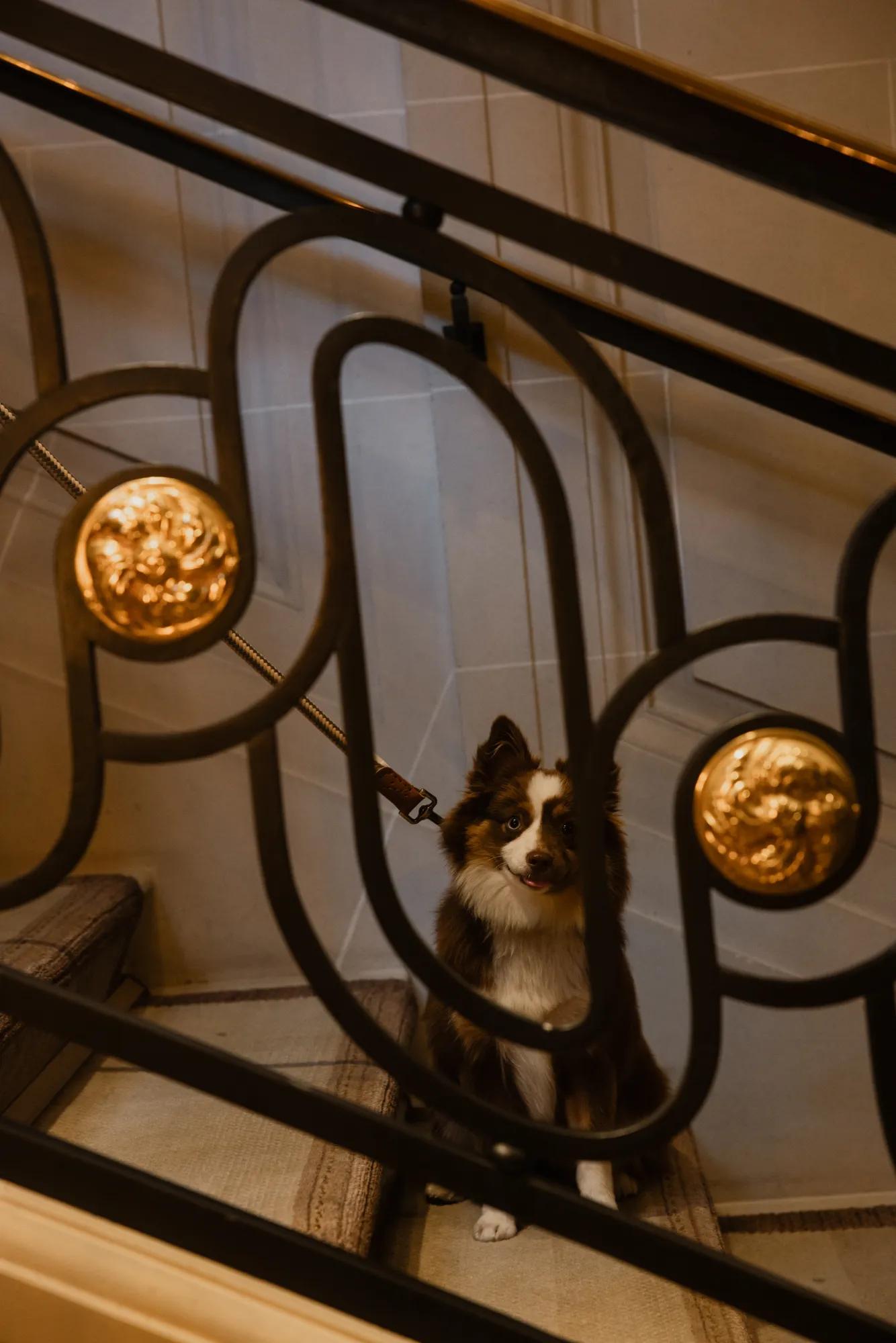RWCRI_Experiences_Rooms_Pets_Stairs