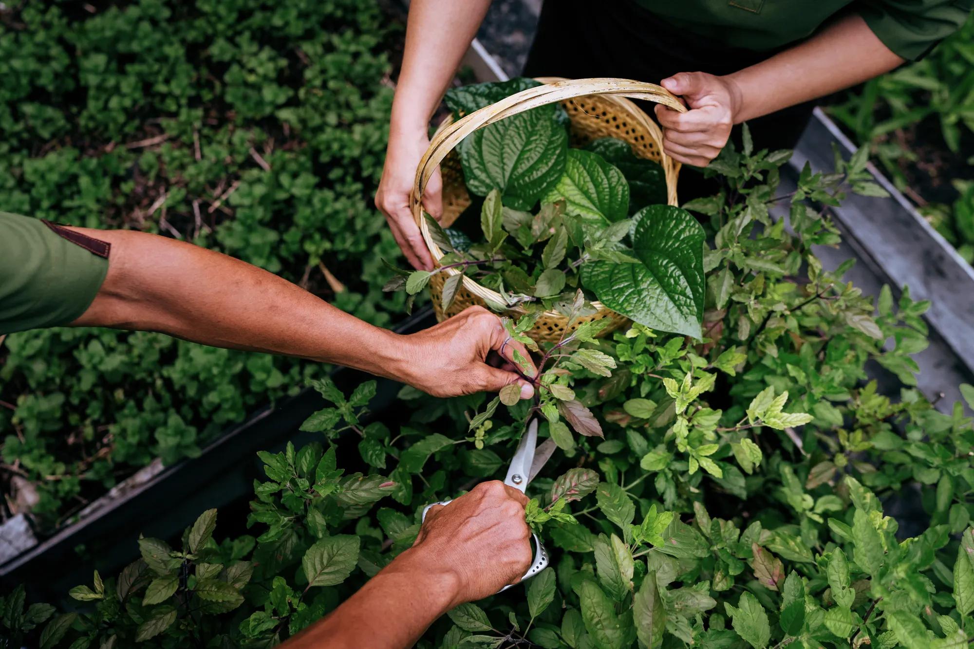Rosewood phuket sustainable hotel 