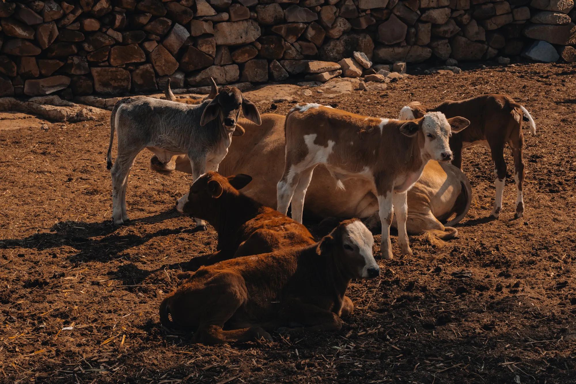 xotolar ranch