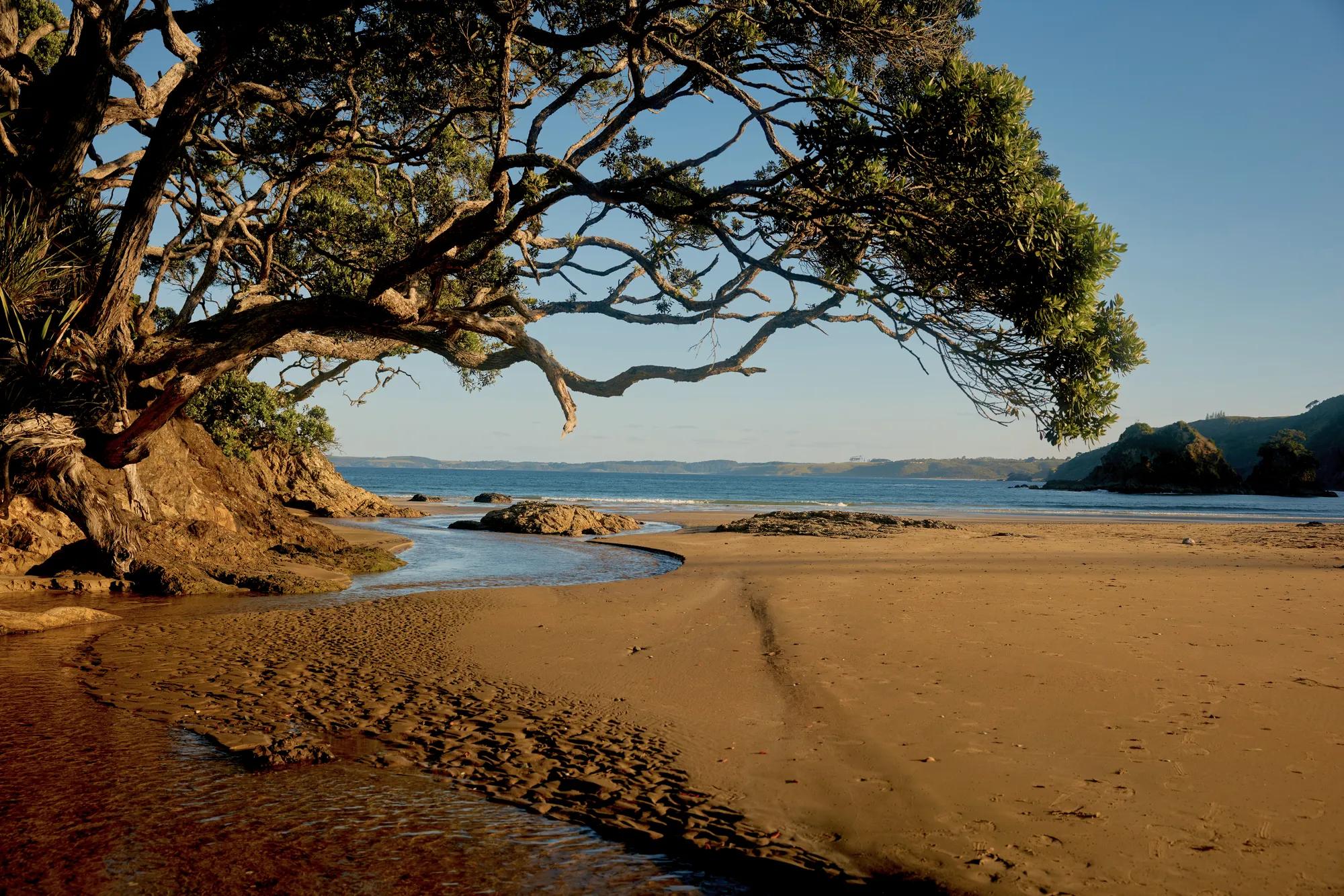 Pohutukawa tree hangs over a stream flowing into the ocean at Waiaua Bay, a white sand beach.