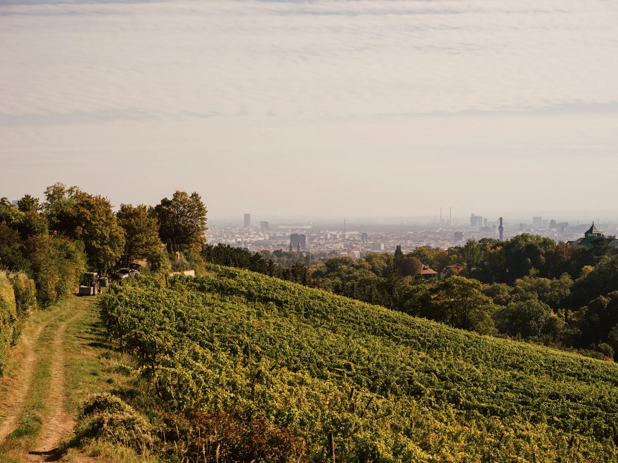 Palm House in Burggarten Vienna