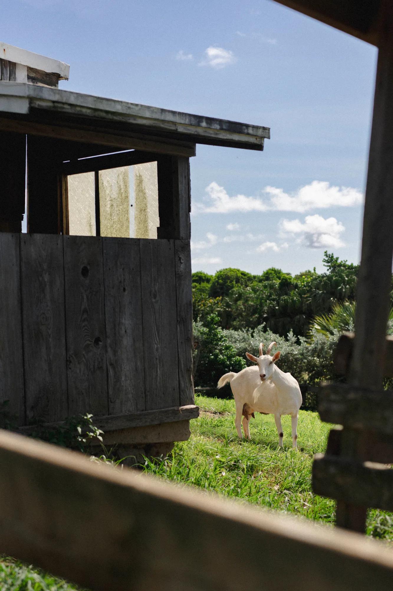 Goat at Tucker's Farm