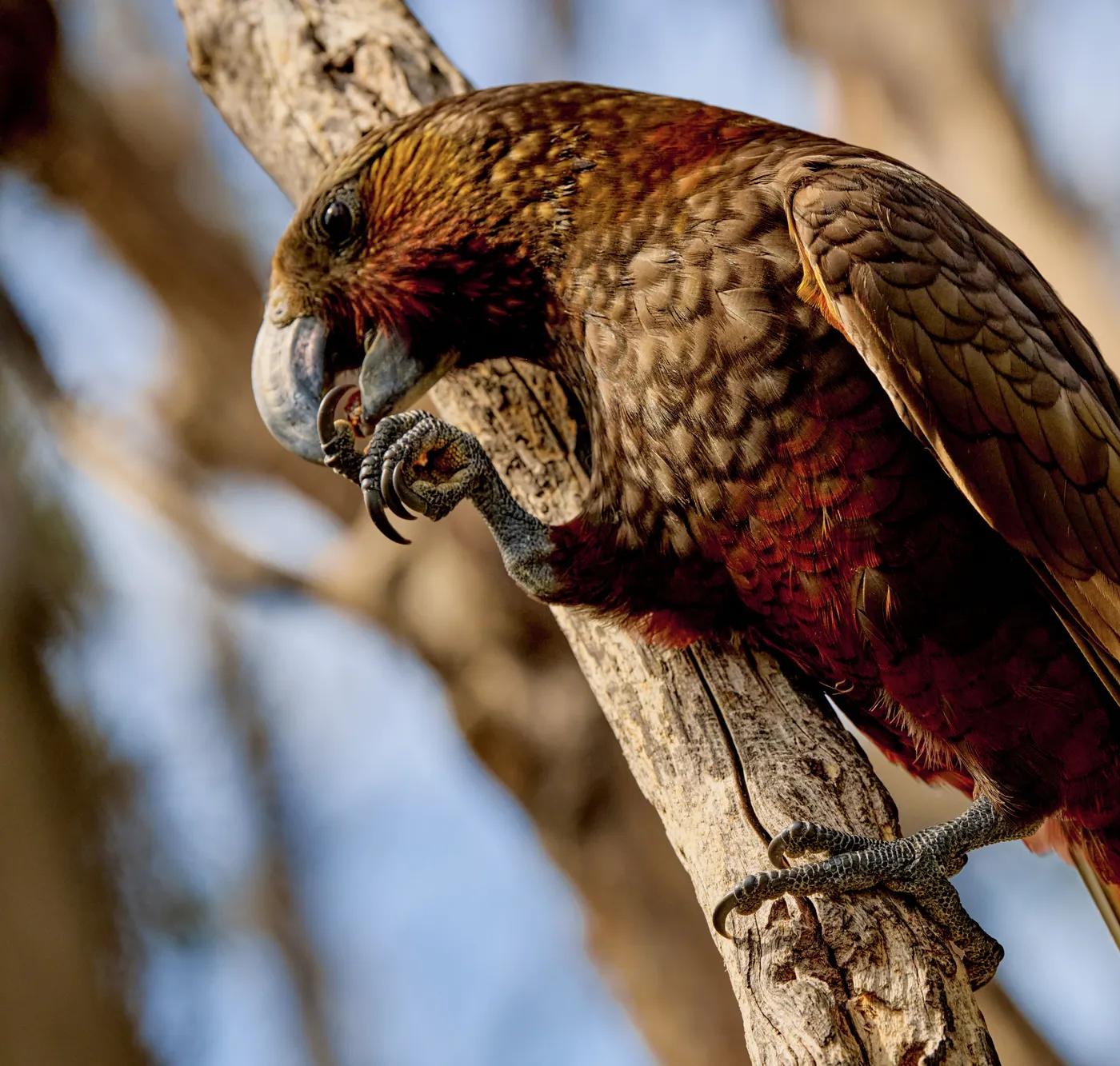 Native bird perched on a tree branch in New Zealand.