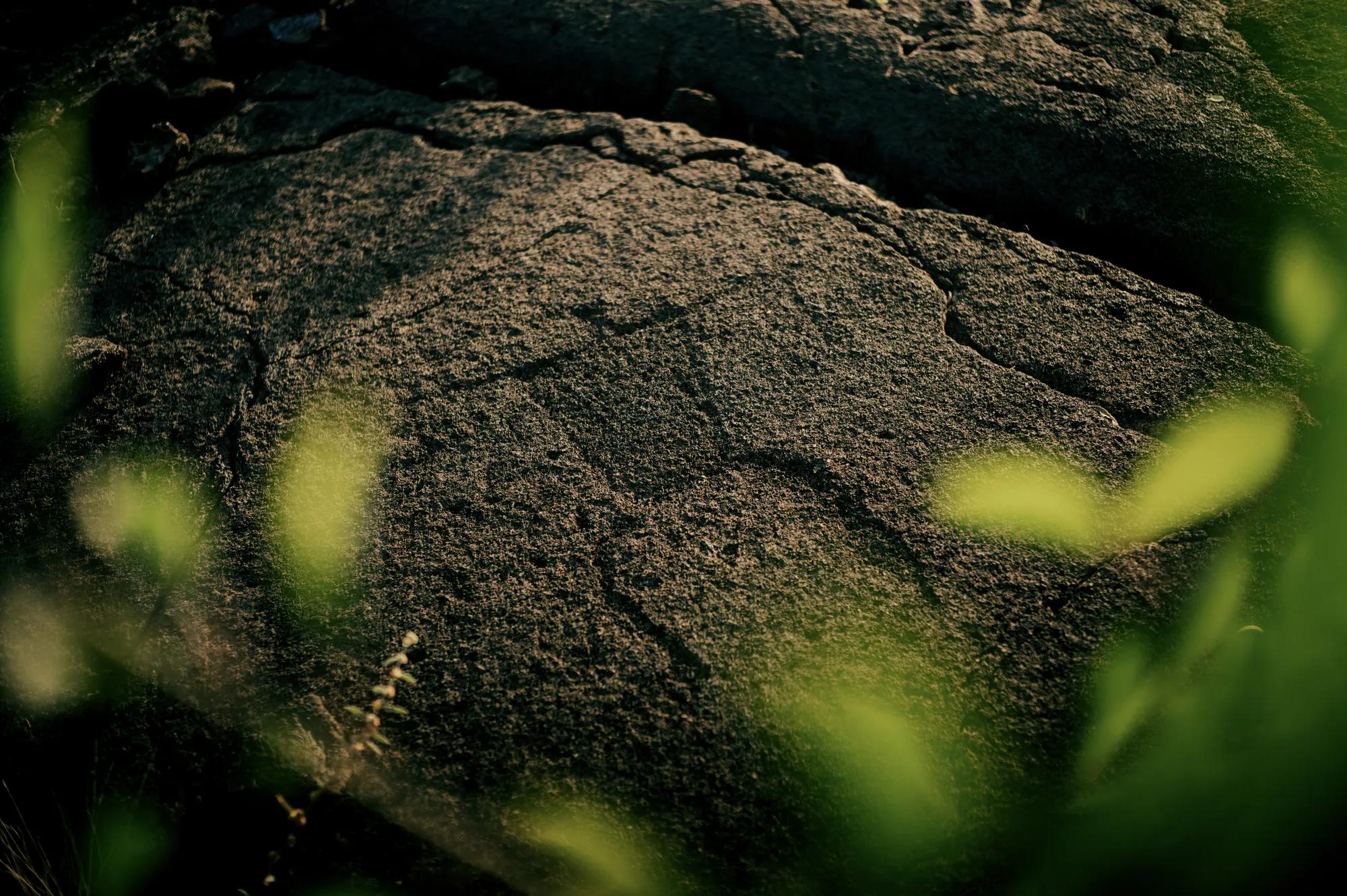 Carved petroglyph in lava rock with green foliage surrounding