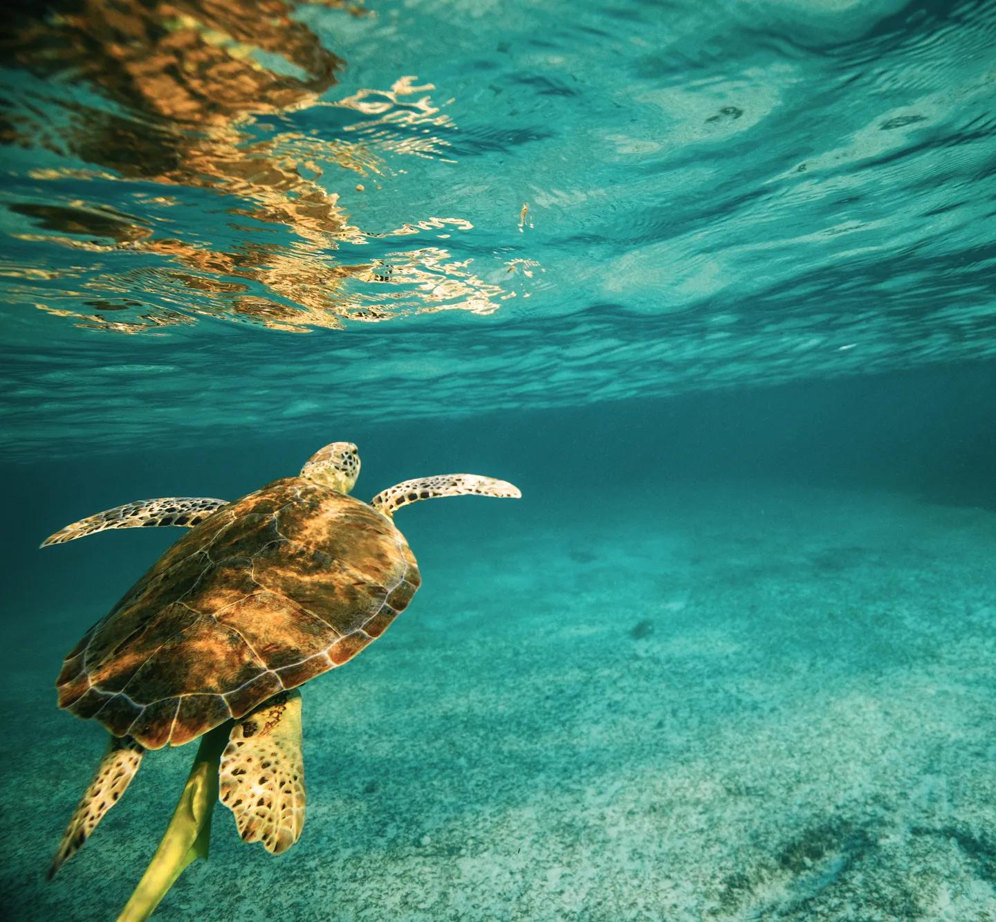 Association of Reef Keepers