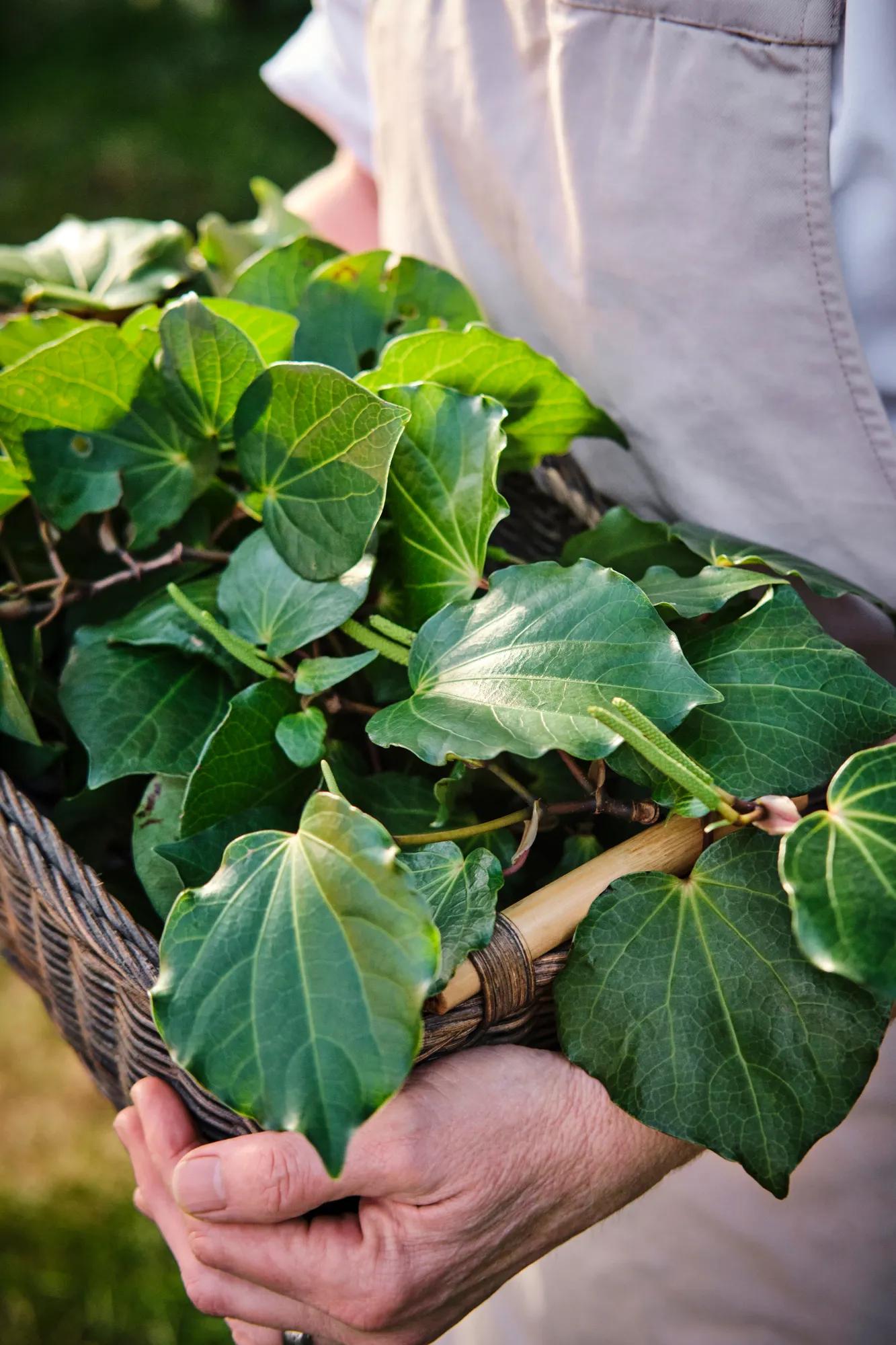 Chef carrying a woven basket filled with foraged kawakawa leaves.