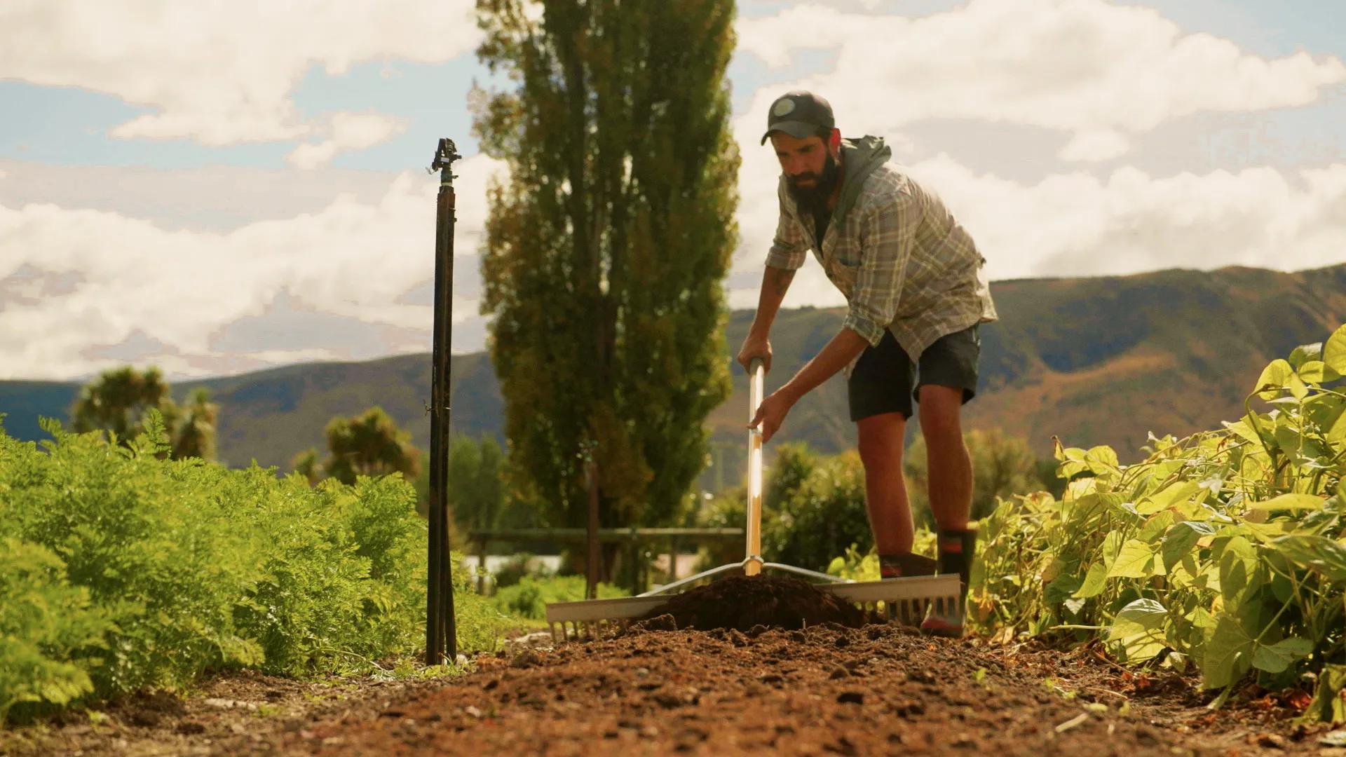 Farmer raking soil in a field of crops.