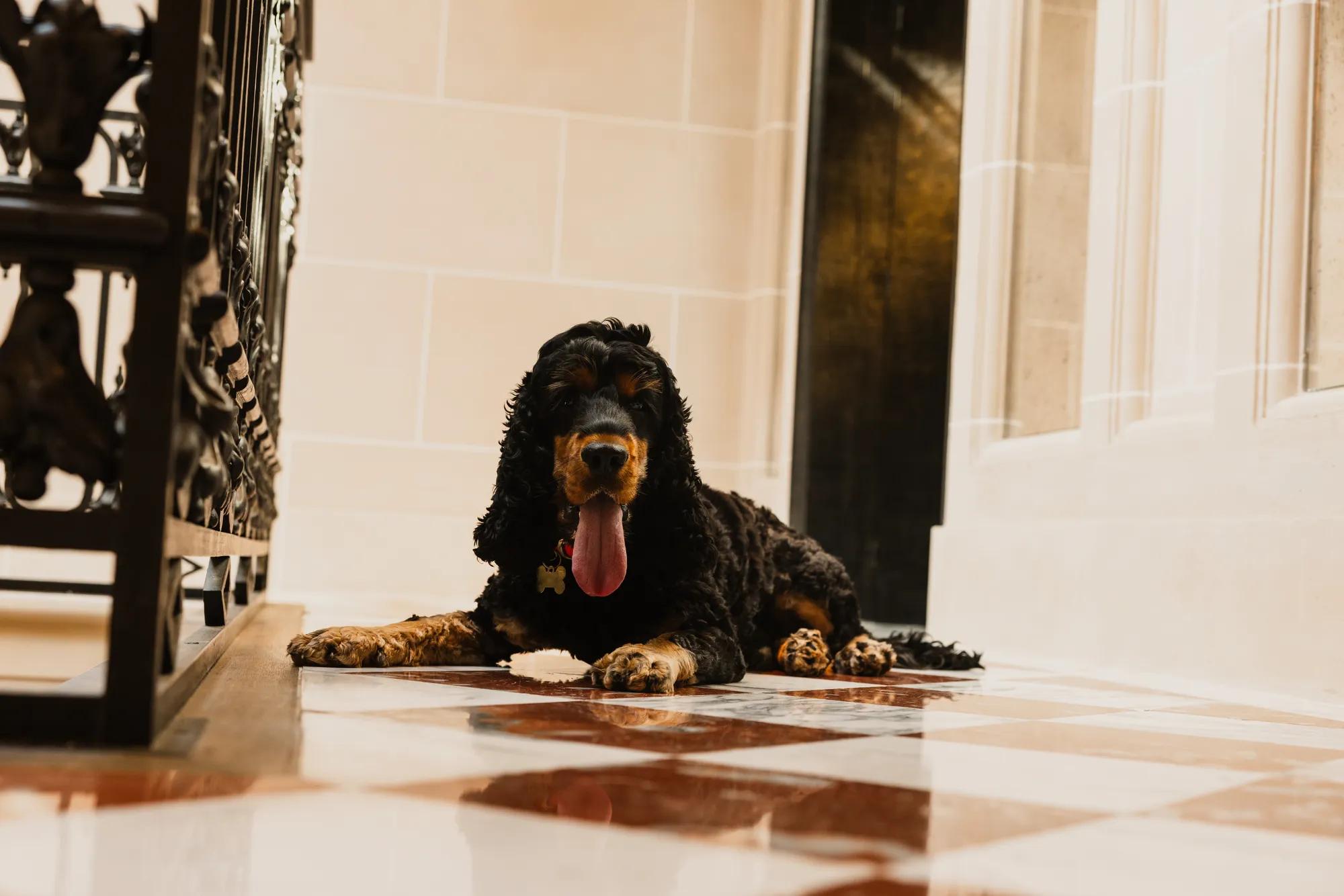 Dog with concierge