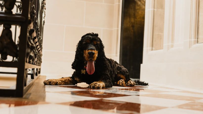 Dog with concierge