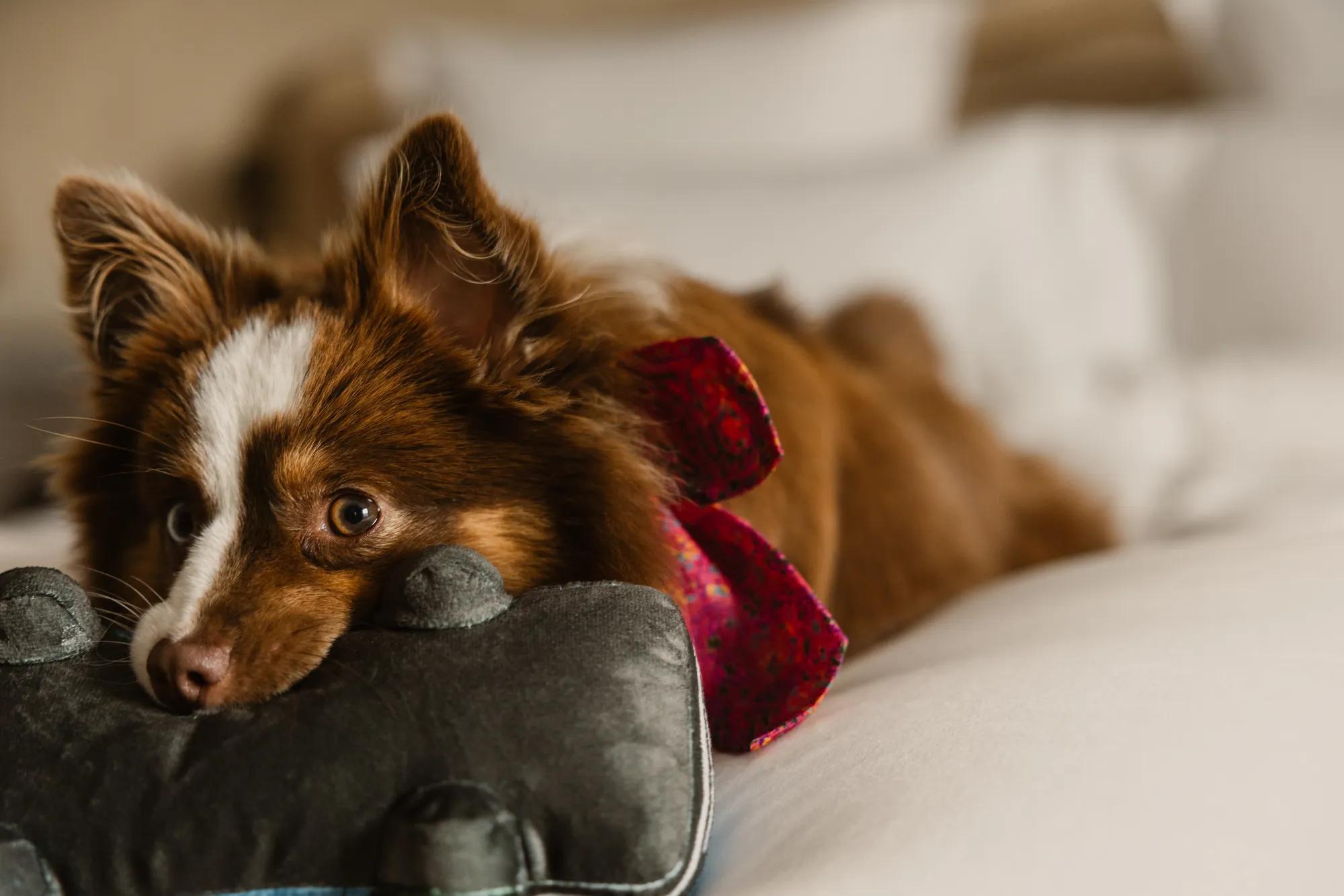 Dog with toy in bed