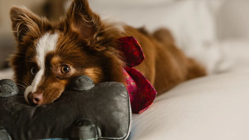 Dog with toy in bed