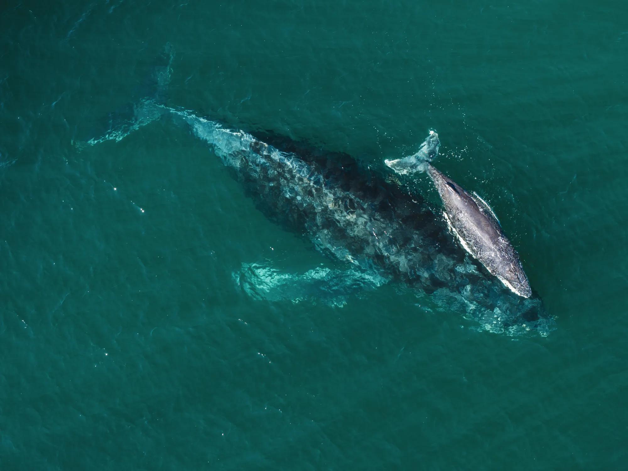 SUSTAINABILITY Whales