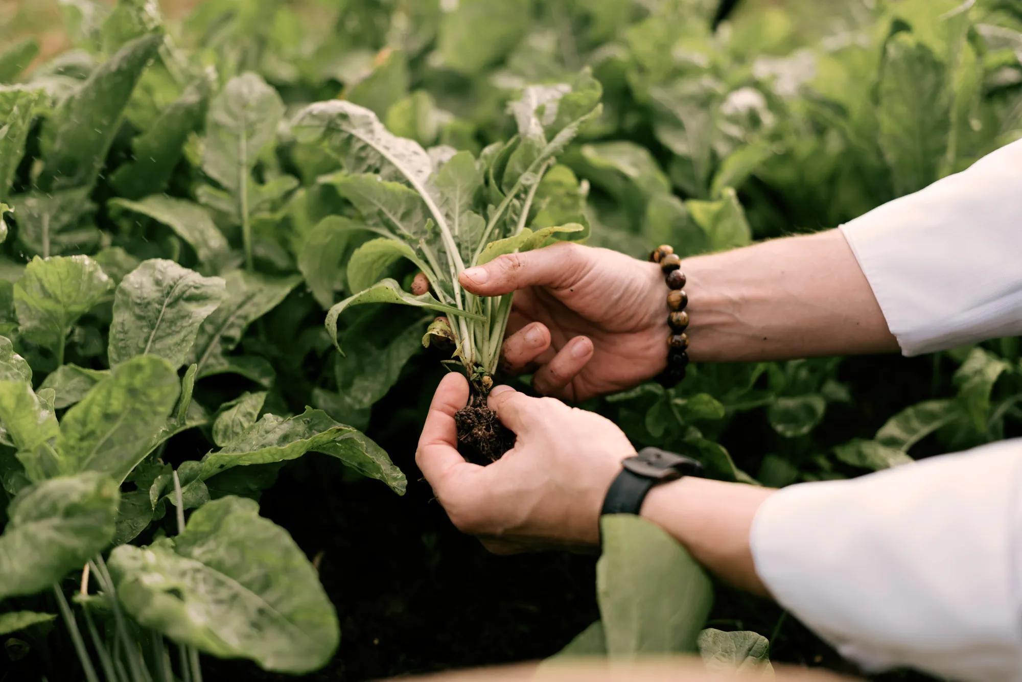Farm produce