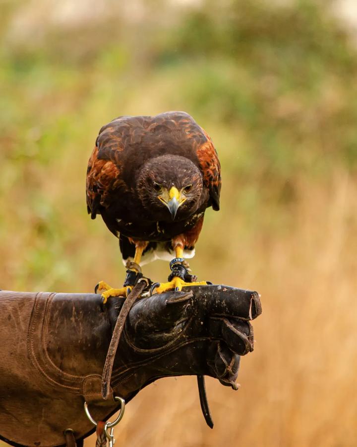 Falcon perched upon a trained falconer's hand