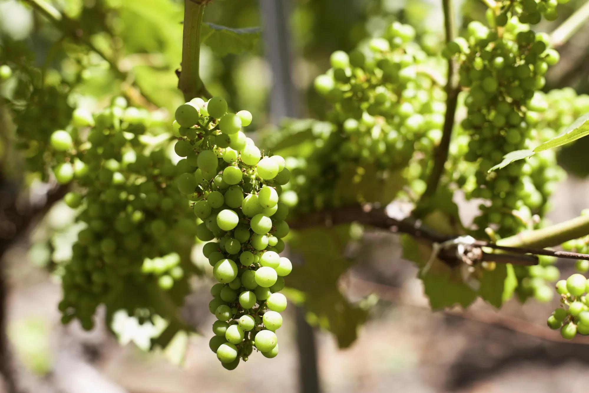 Vineyards of Virginia