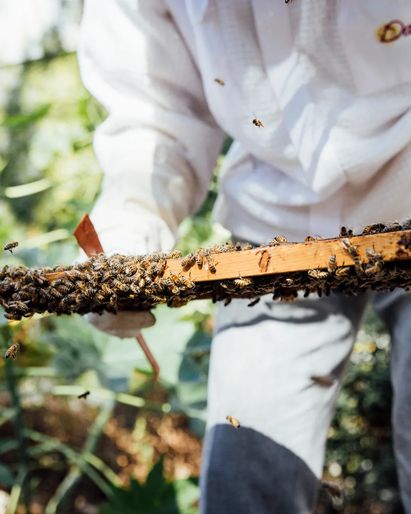 Miramar Bees 
