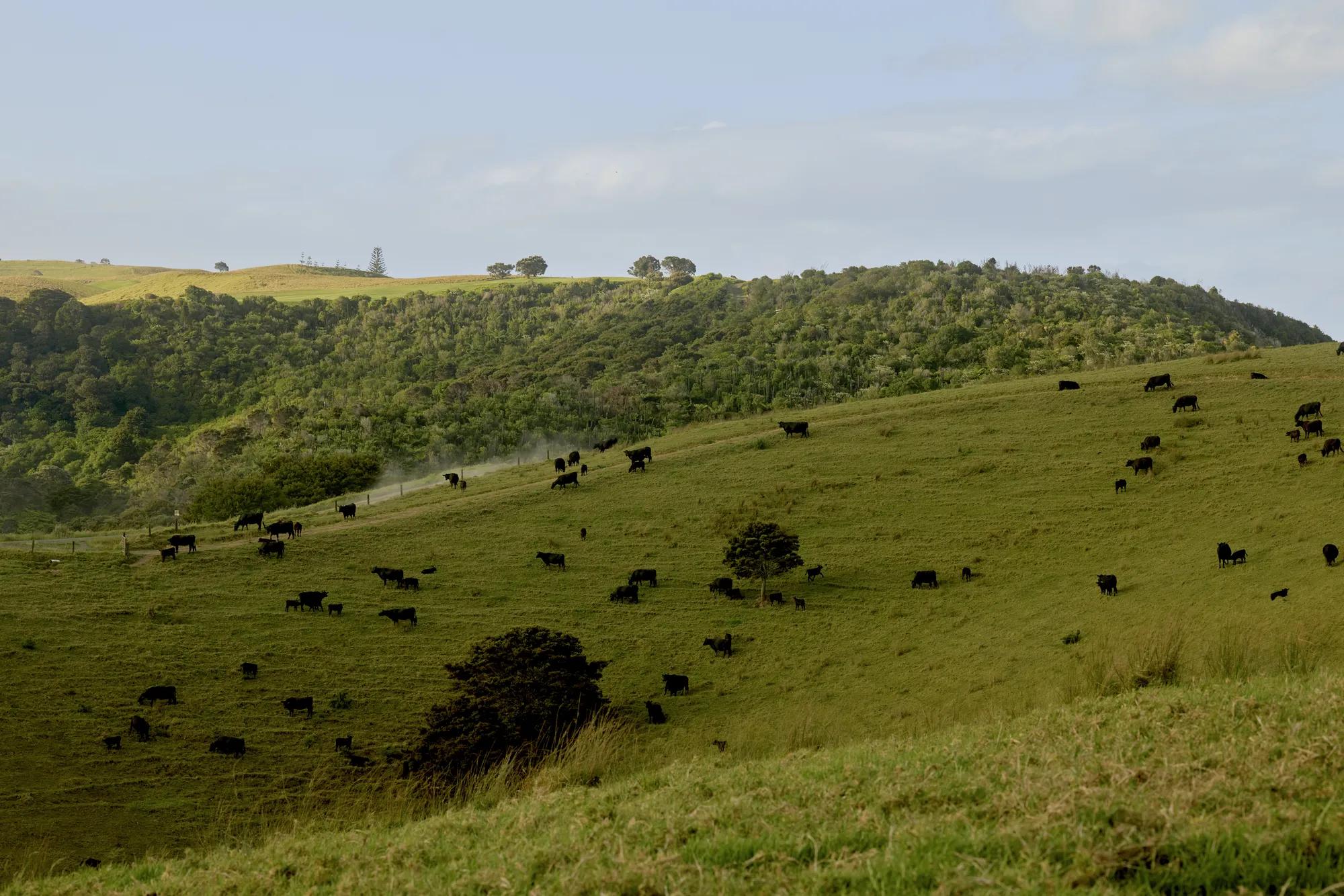 Cows in a hilly vibrant green paddock.