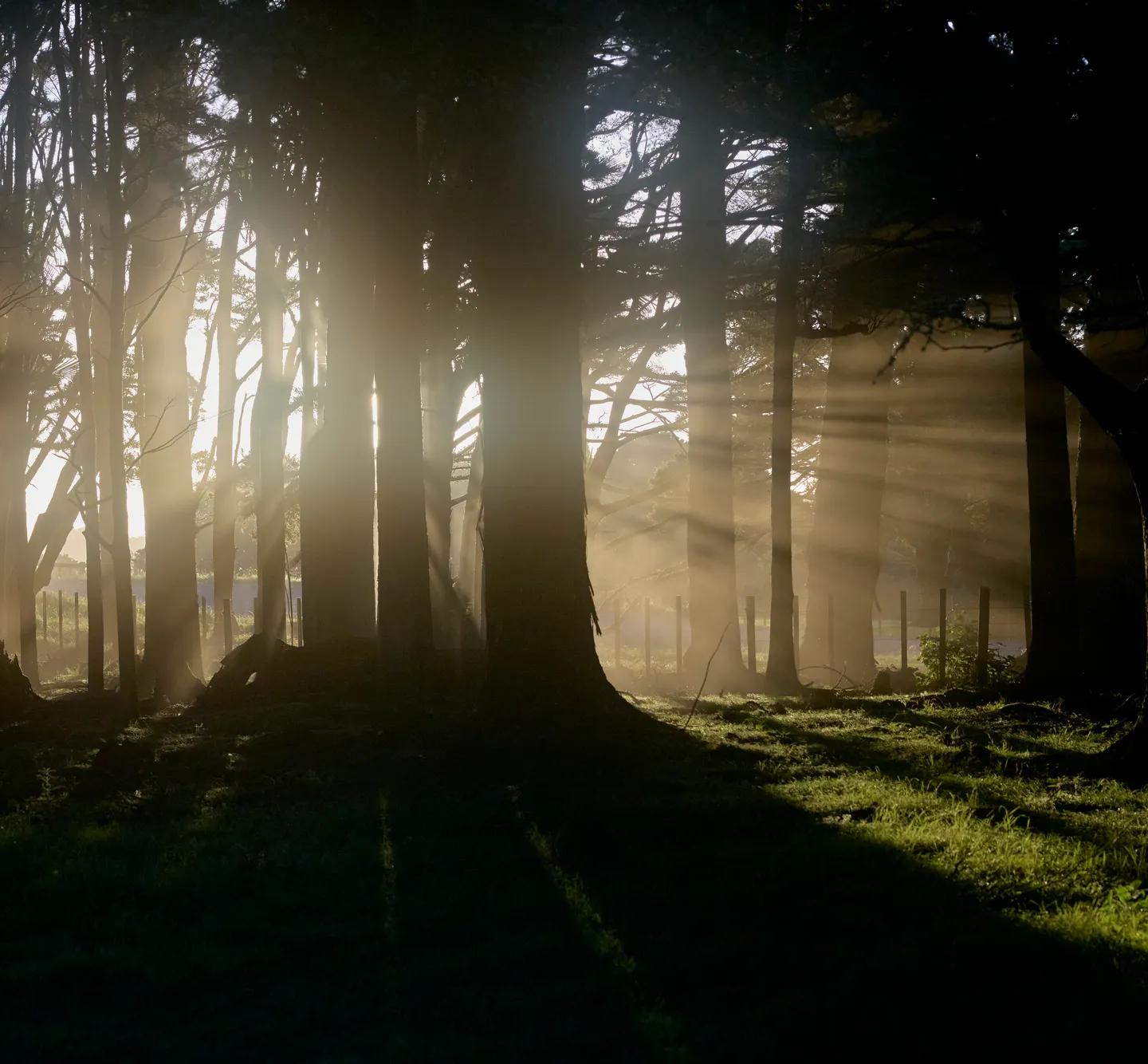 Peaceful scene with sun shining through a Kauri Tree Forest at Rosewood Kauri Cliffs. 