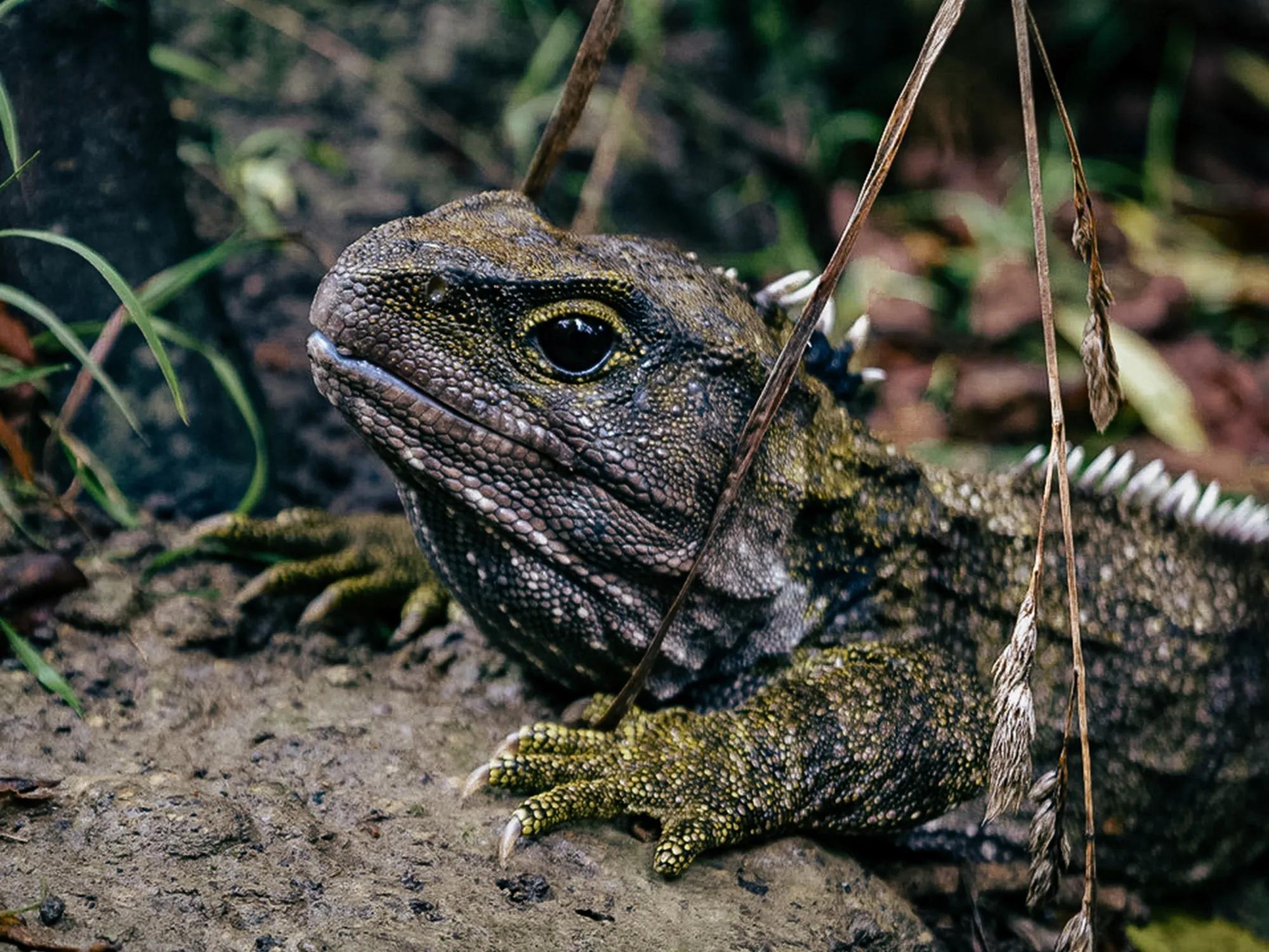 Close-up of a New Zealand tuatara lizard showing its textured scales, distinctive crest, and prehistoric reptile features.