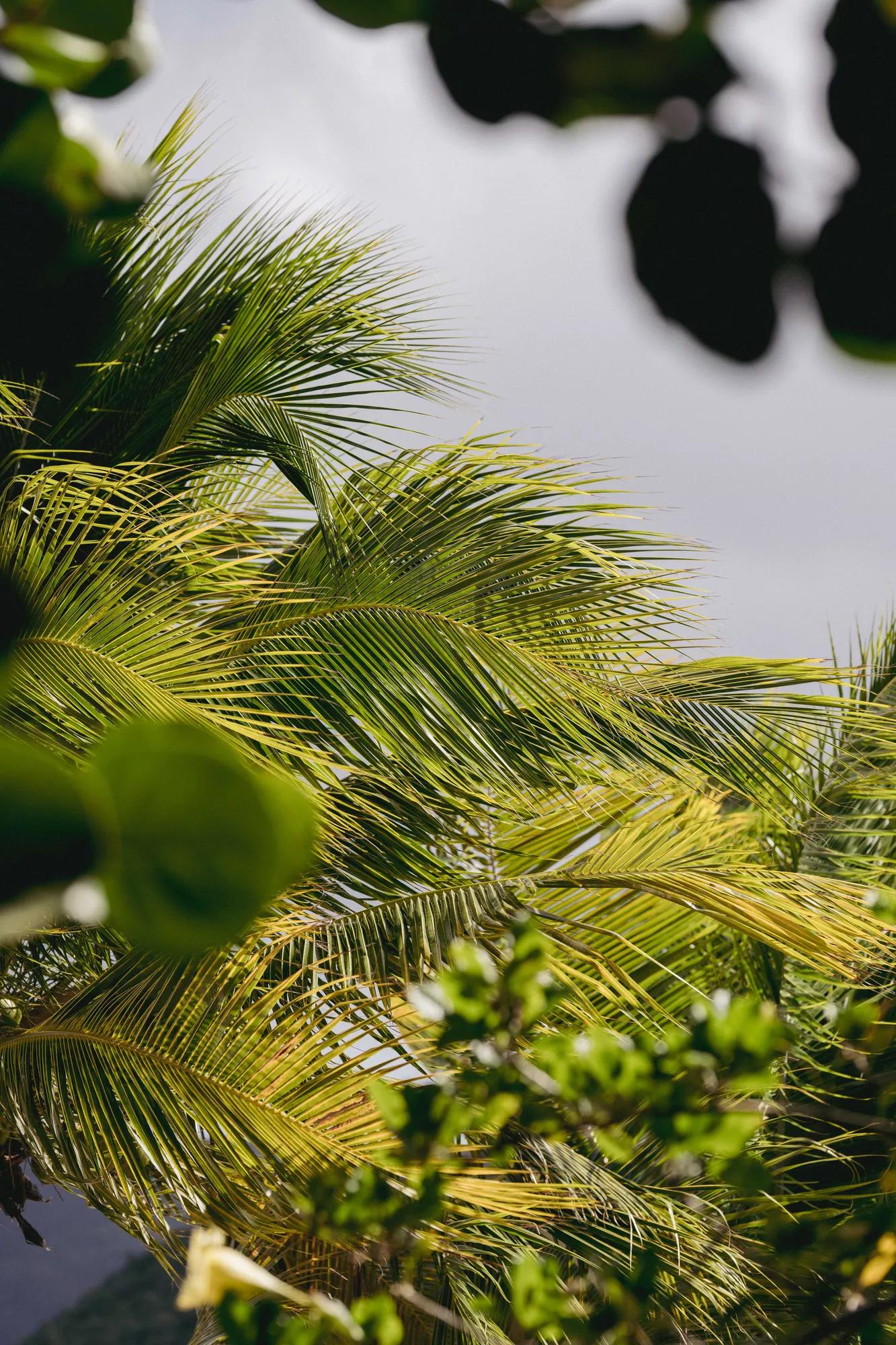 Leaves