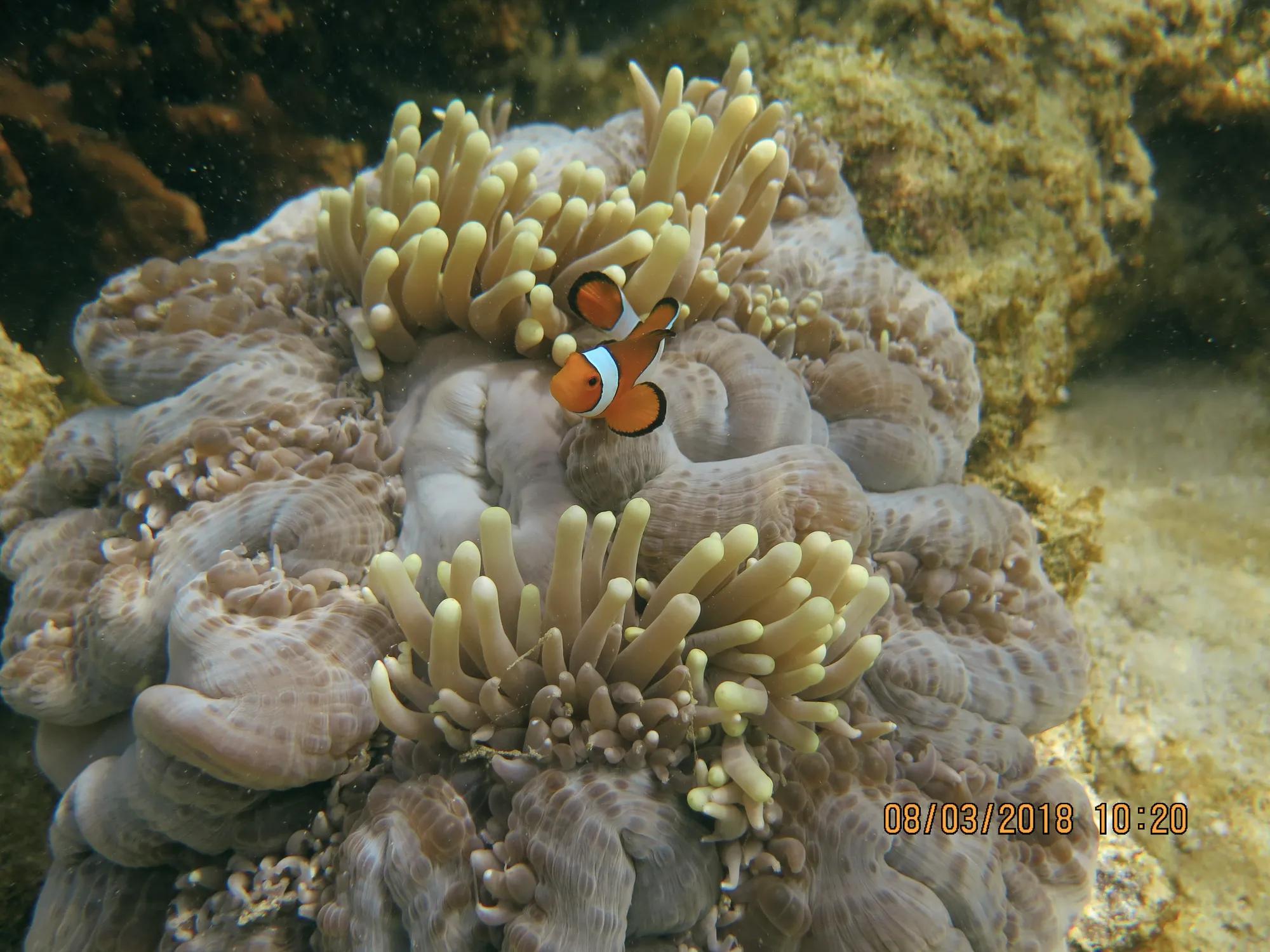 Beach and coral reef cleanup activity promoting marine conservation