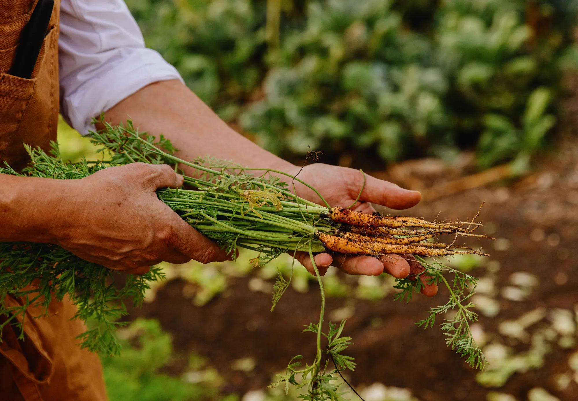 A person in a brown apron and white shirt with sleeves rolled up holds a handful of carrots pulled from the soil.