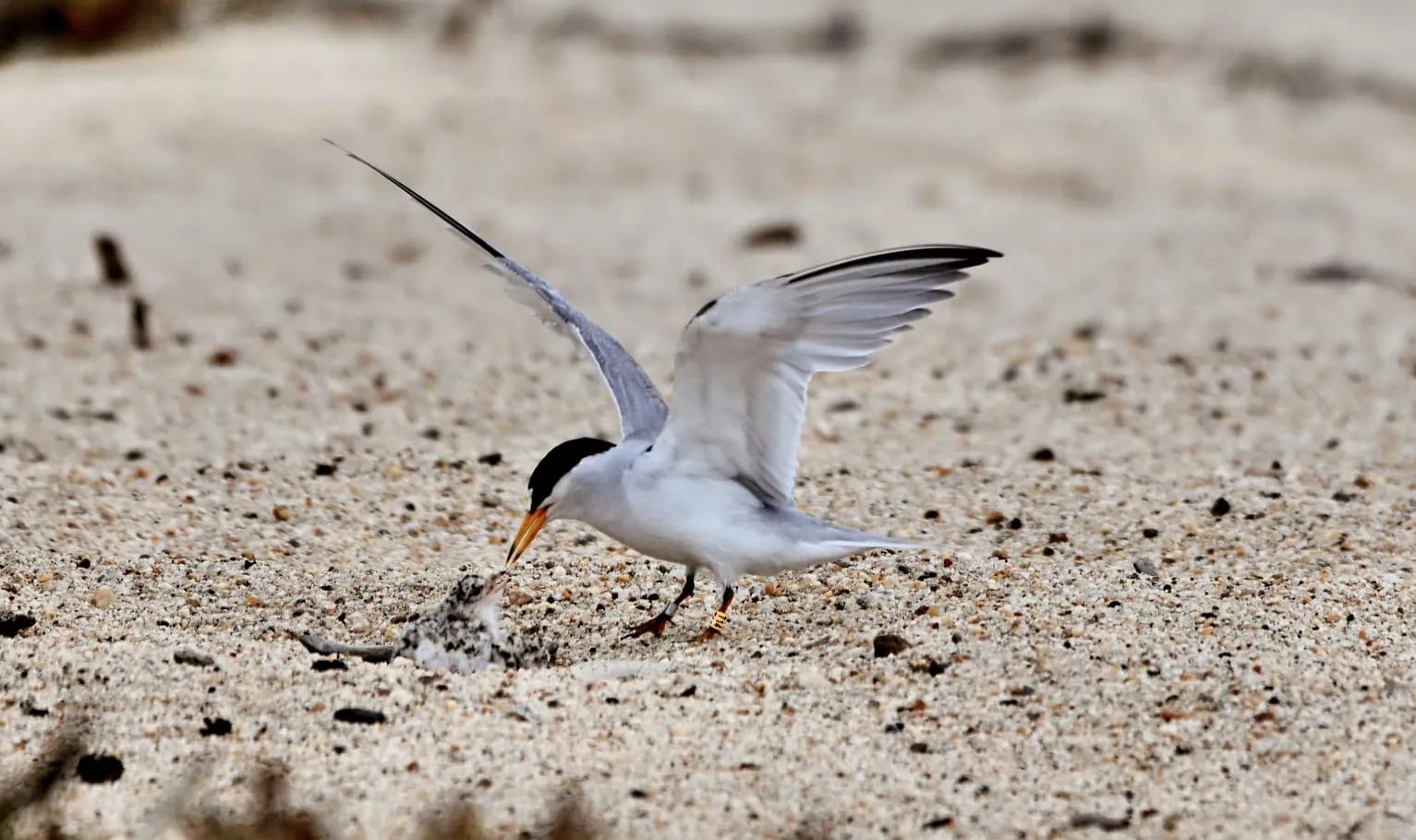 SUSTAINABILITY ROSEWOOD IMPACT