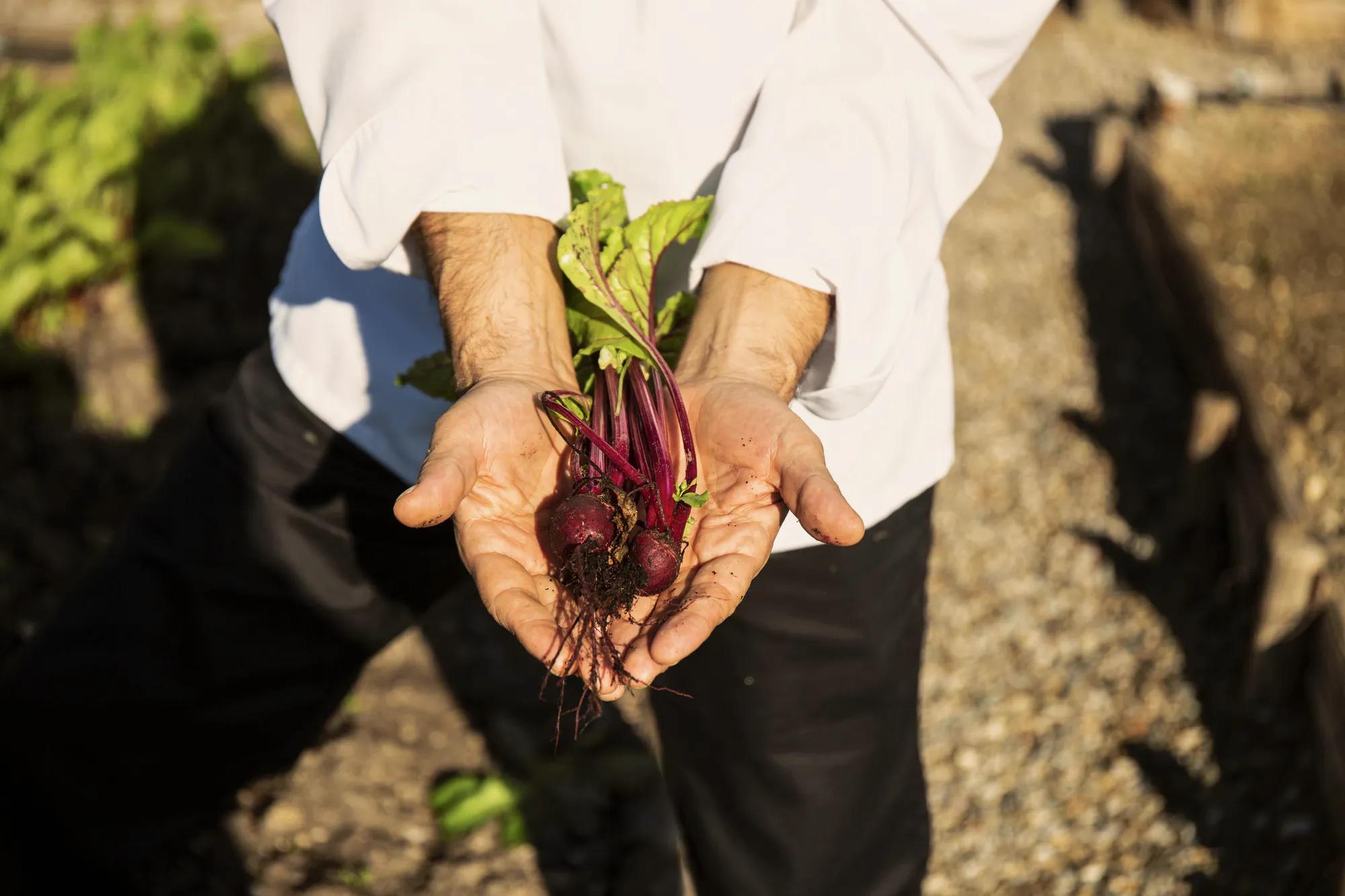 Executive Chef Matteo Temperini in the resort’s garden with red raddish.