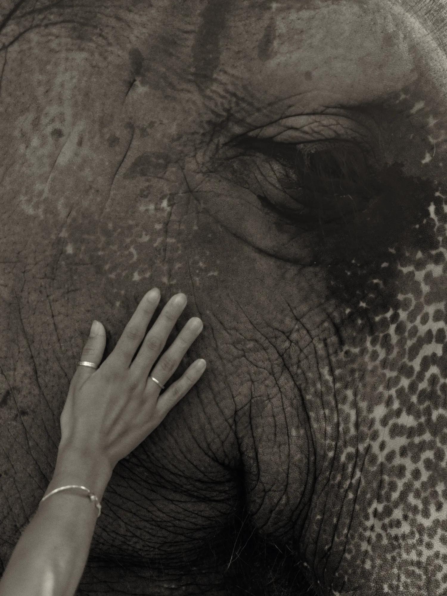 The Phuket Elephant Sanctuary