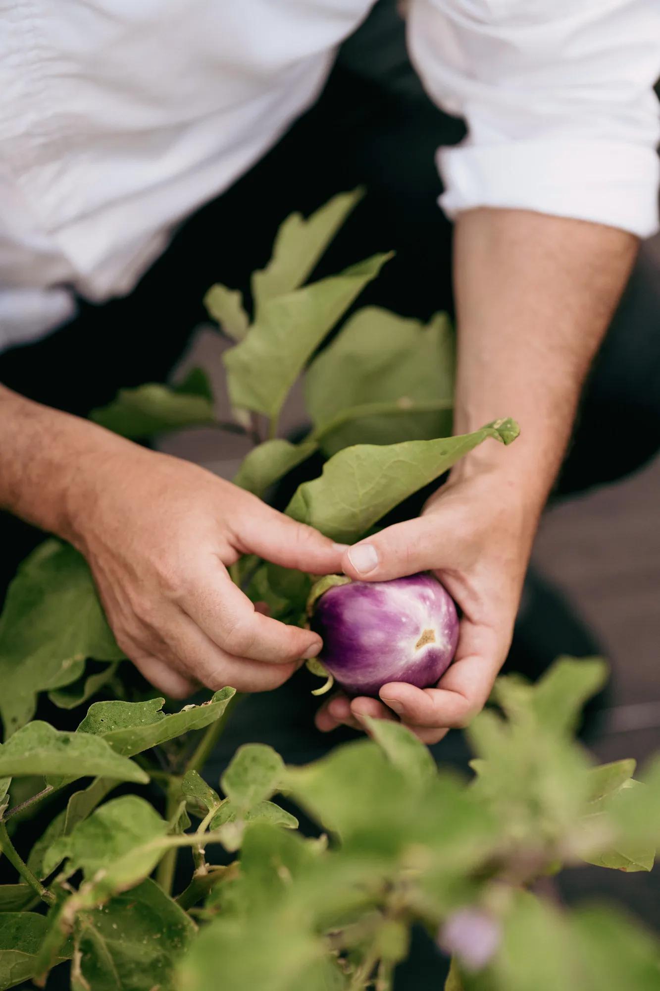 Eggplant growing on farm