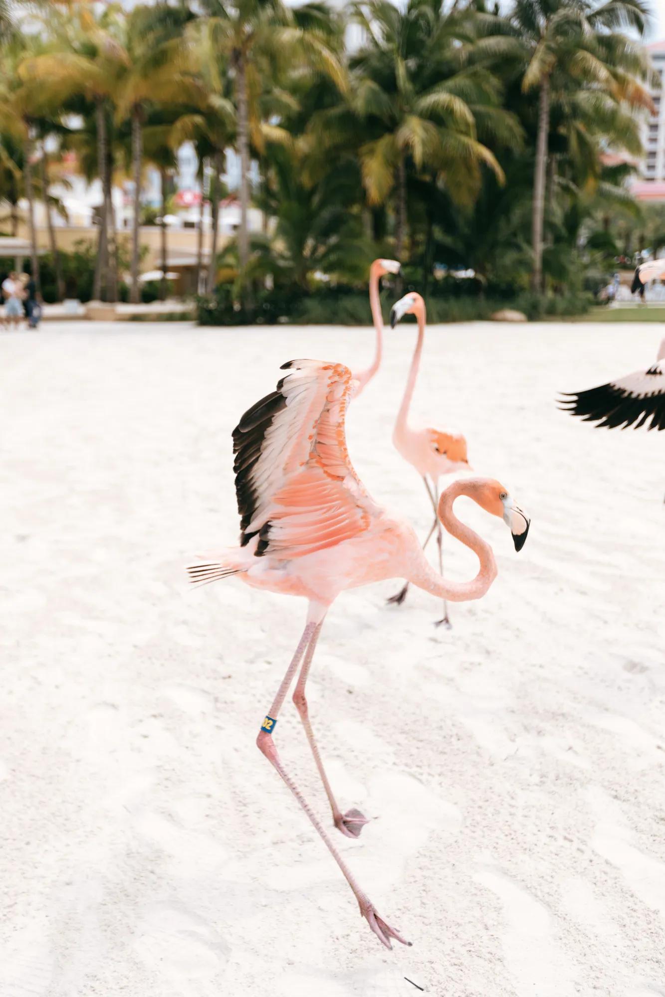 Experience BHM Flamingos 012